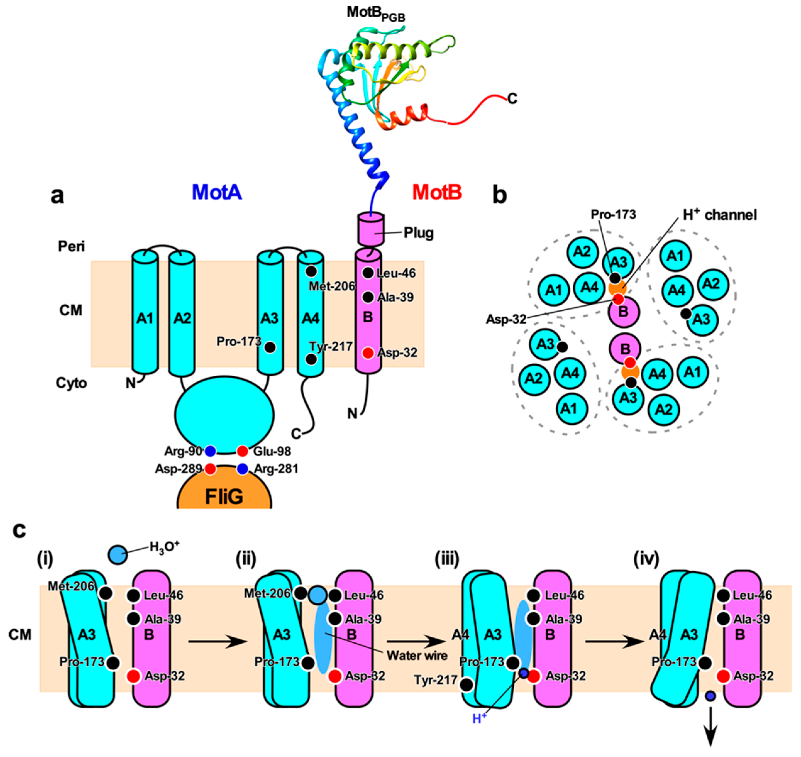 Biomolecules 09 00279 g002