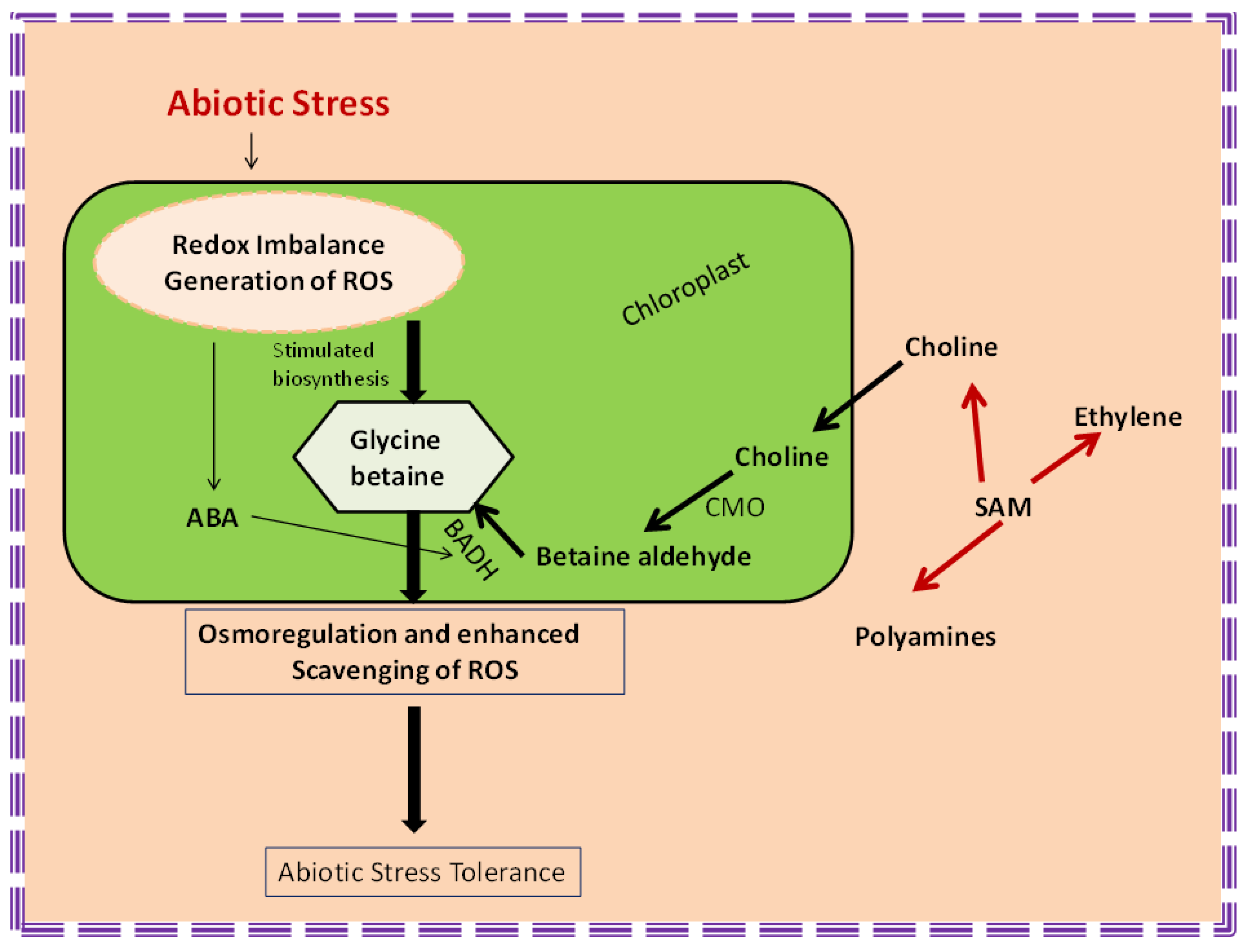 Biomolecules Free FullText Phytohormones Regulate Accumulation of