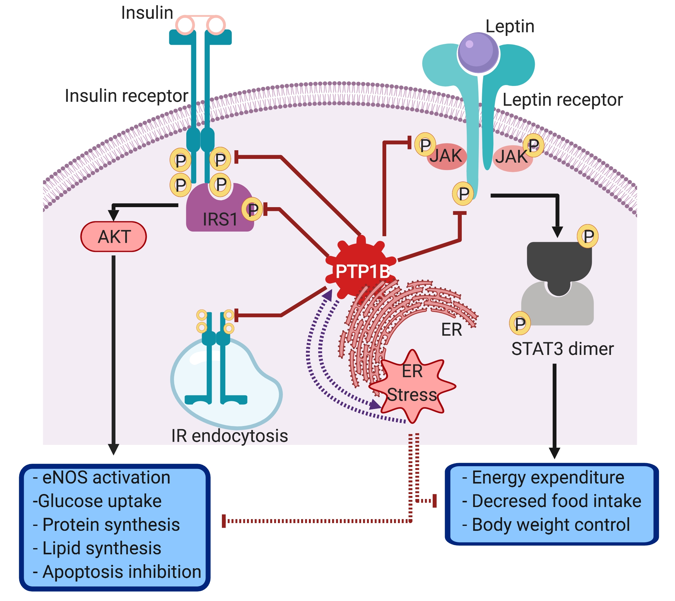 Biomolecules Free FullText The Role of Protein Tyrosine