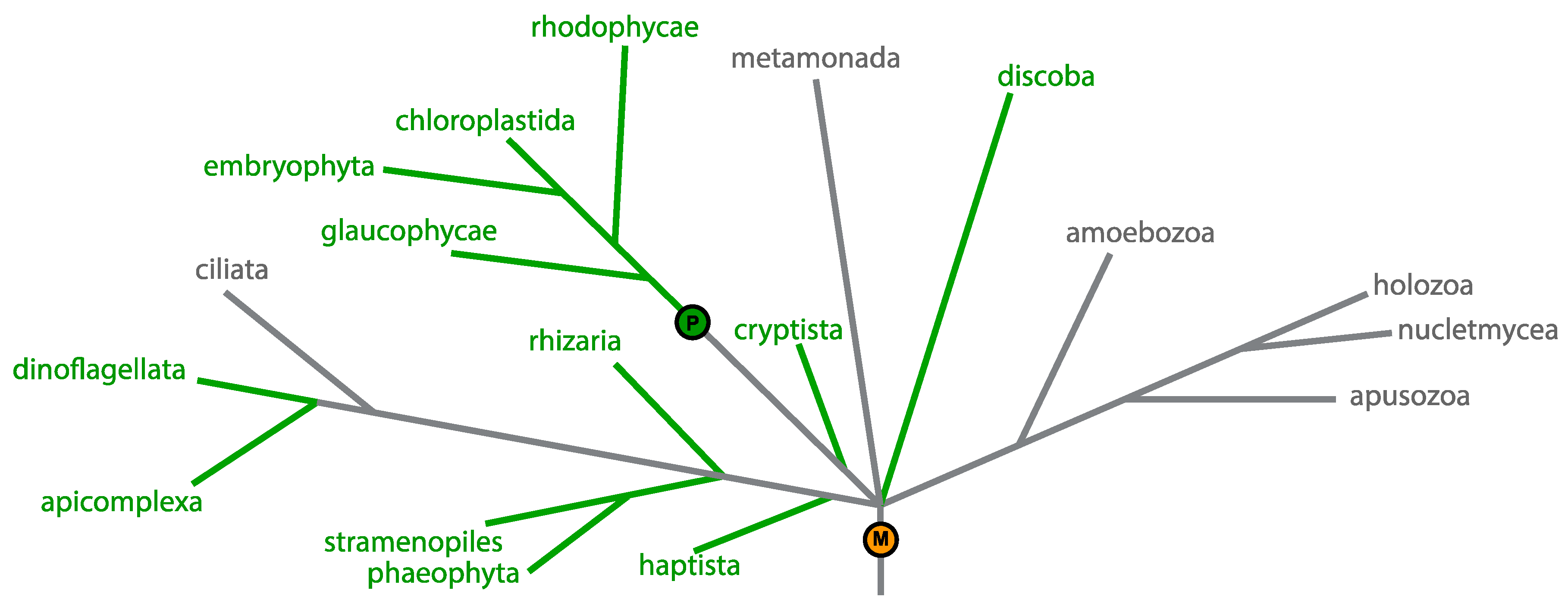 Biomolecules 09 00299 g001