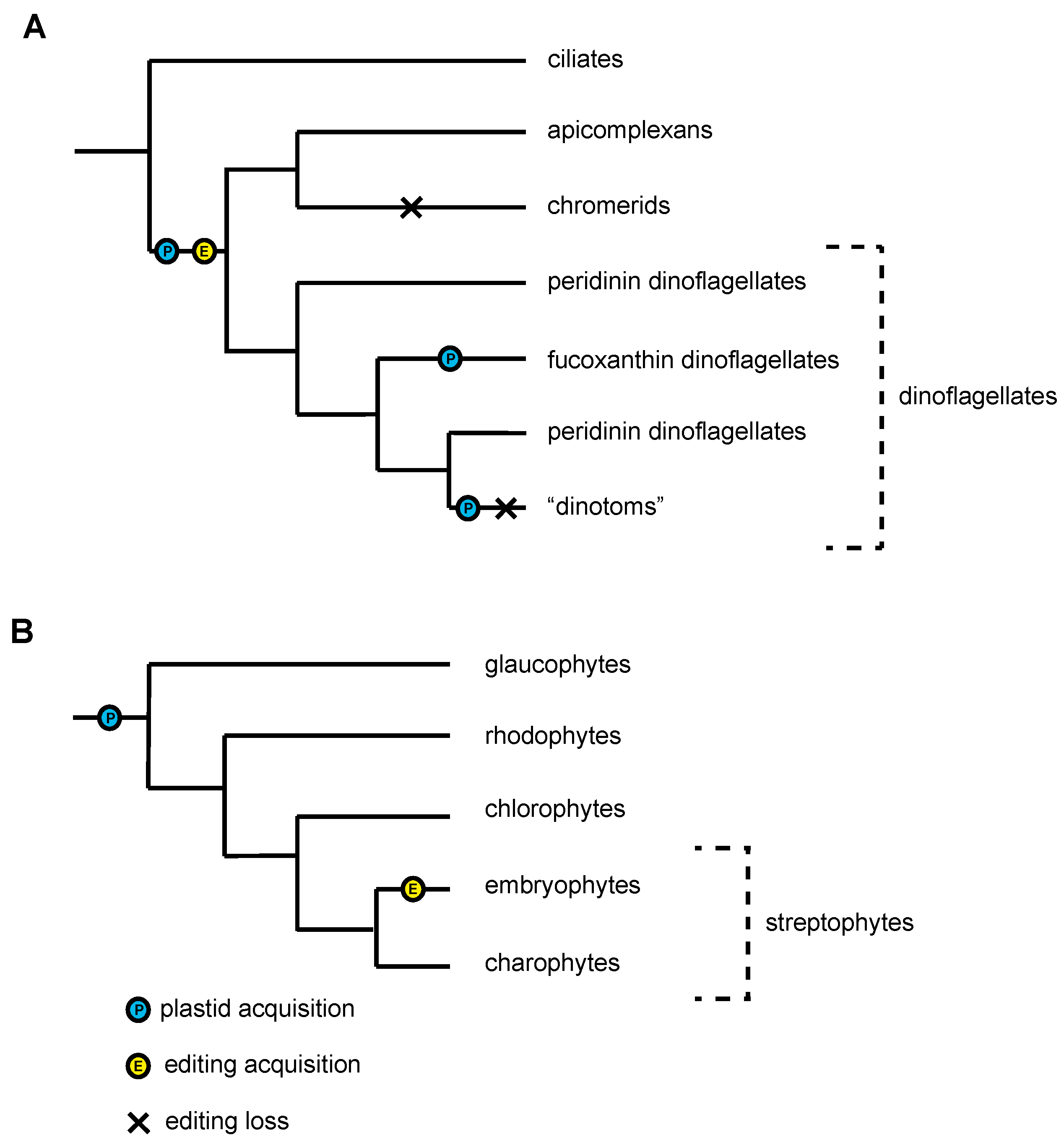 Biomolecules 09 00299 g003