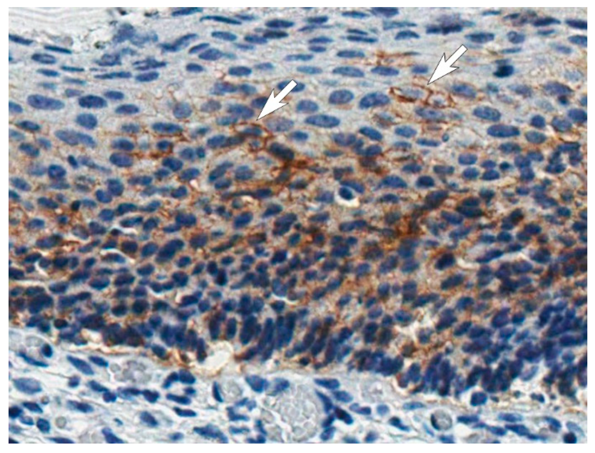 Biomolecules 09 00304 g005