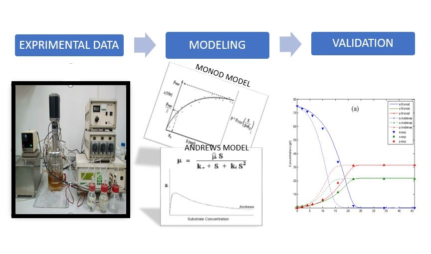 Biomolecules Free FullText Modelling of Molasses Fermentation for