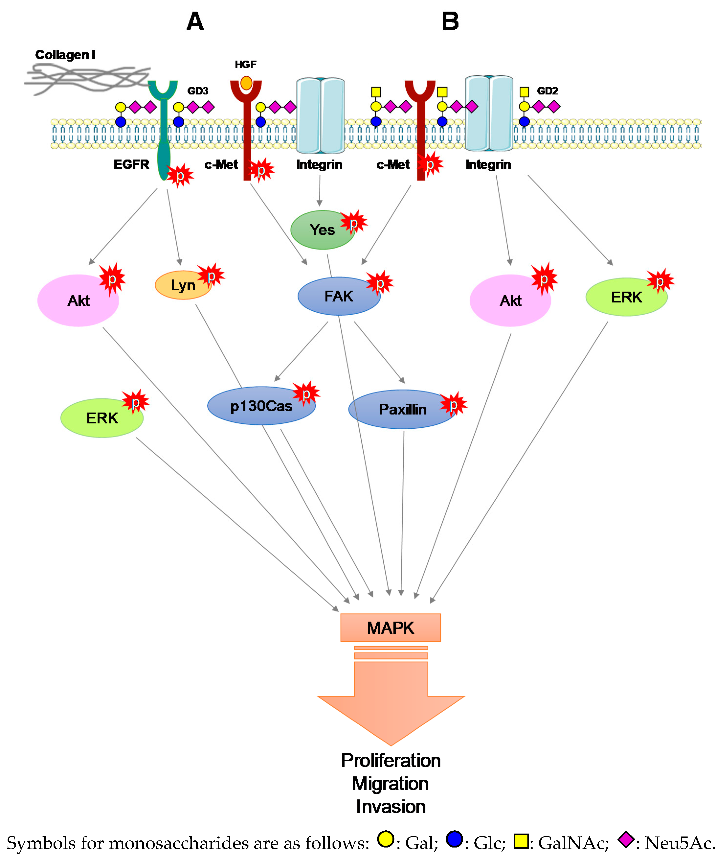 Biomolecules Free Full Text Gangliosides The Double Edge Sword Of Neuro Ectodermal Derived Tumors Html