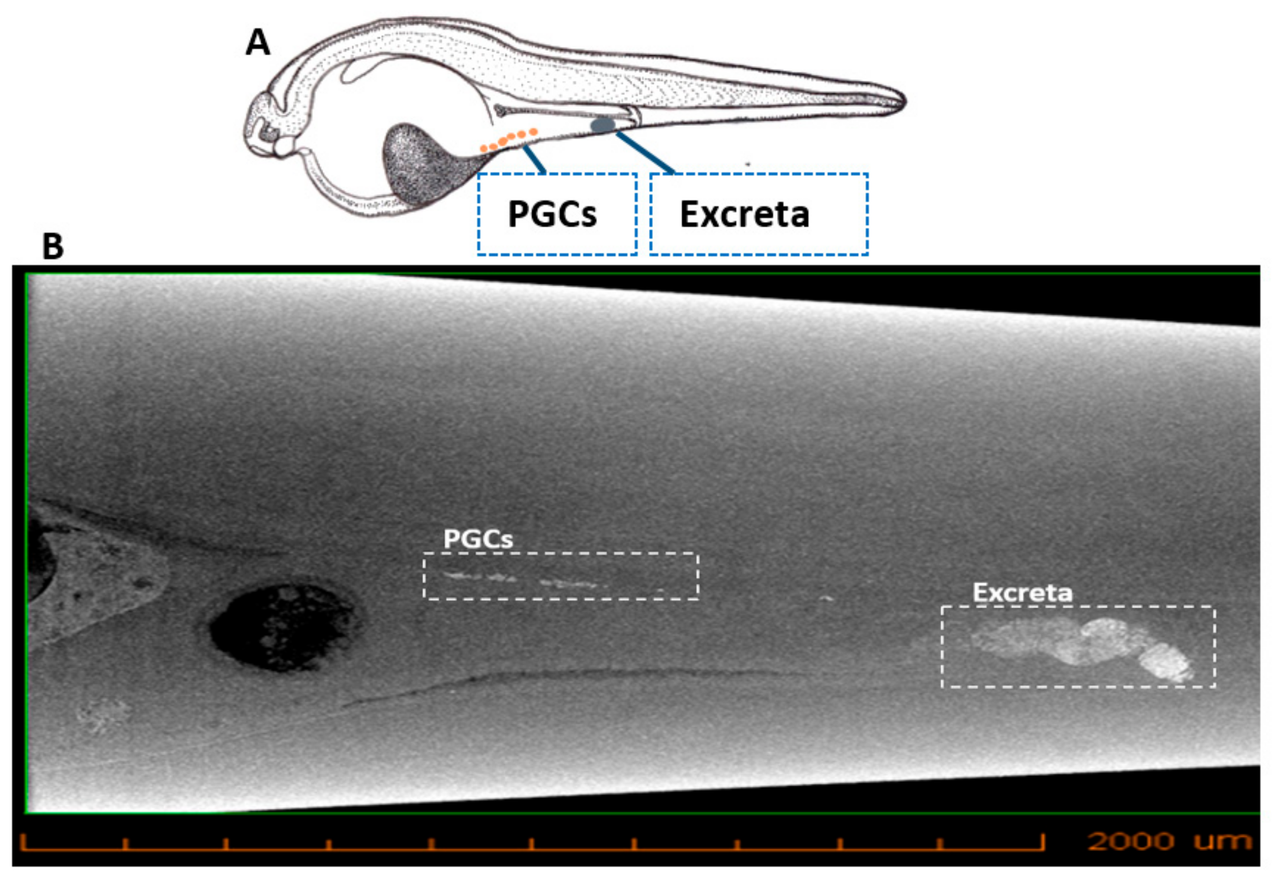 Biomolecules 09 00333 g003 Biomolecules 09 00333 g003