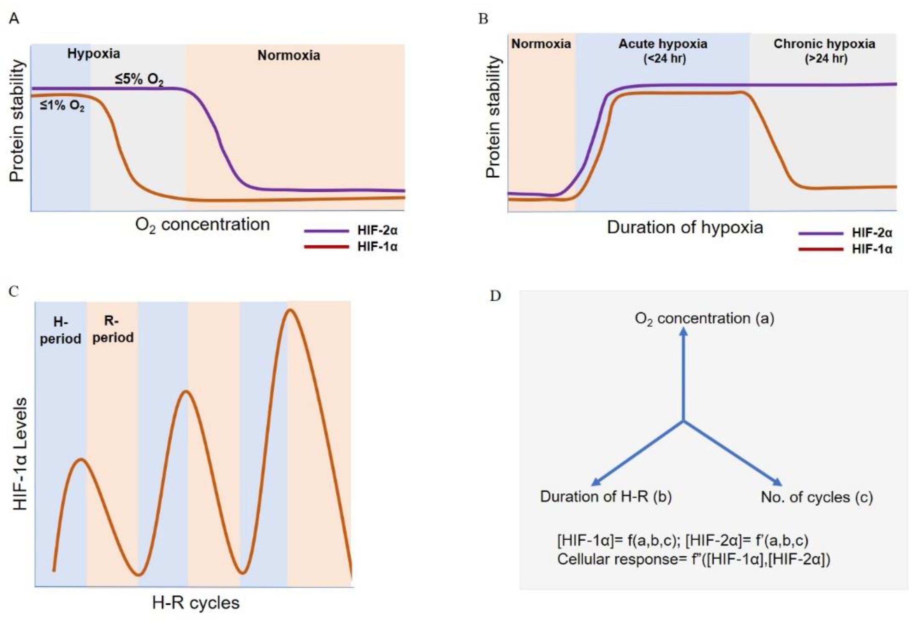 Acute vs. Chronic vs. Cyclic Hypoxia ... Biology Diagrams