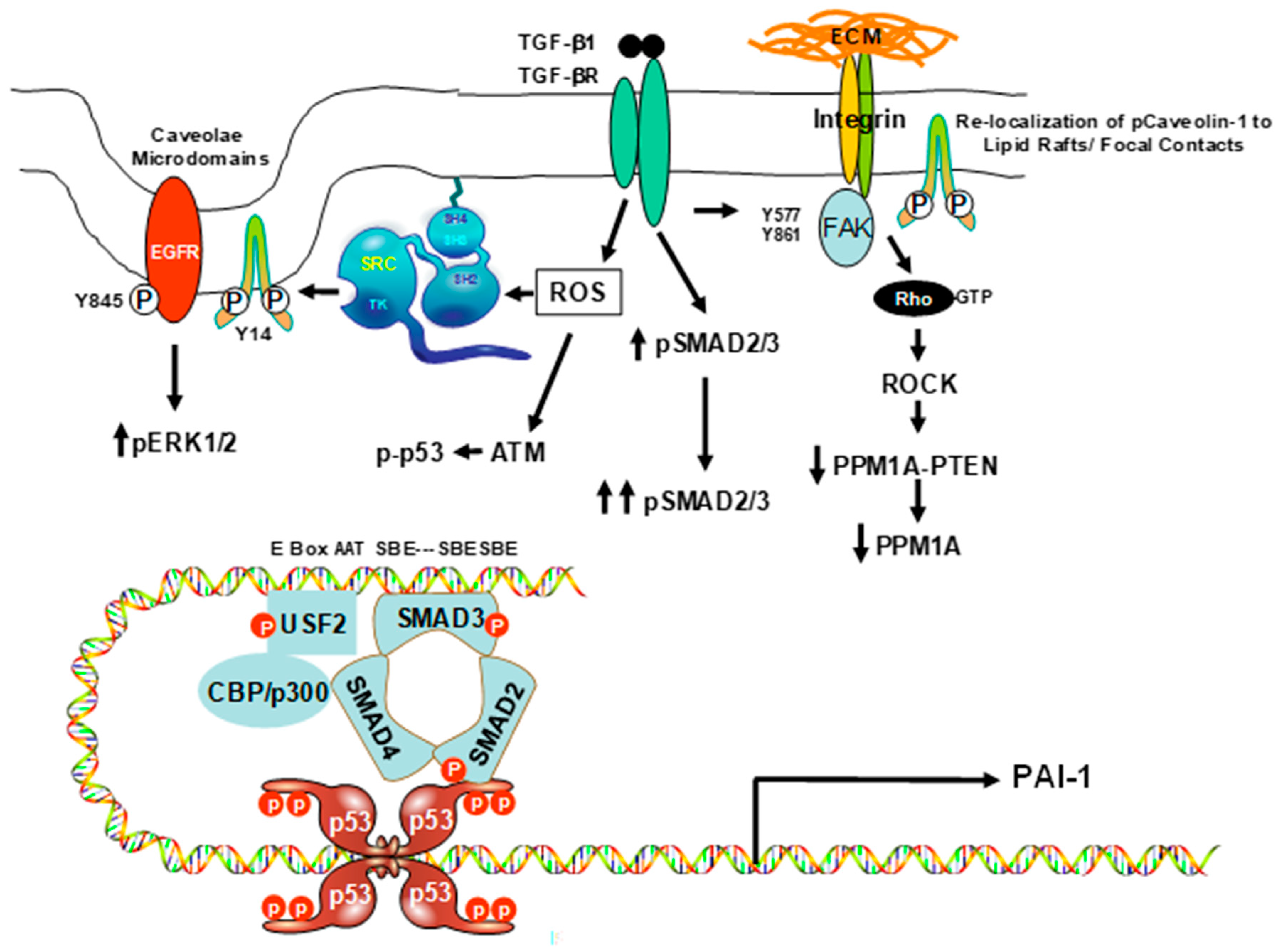 Biomolecules 09 00341 g002