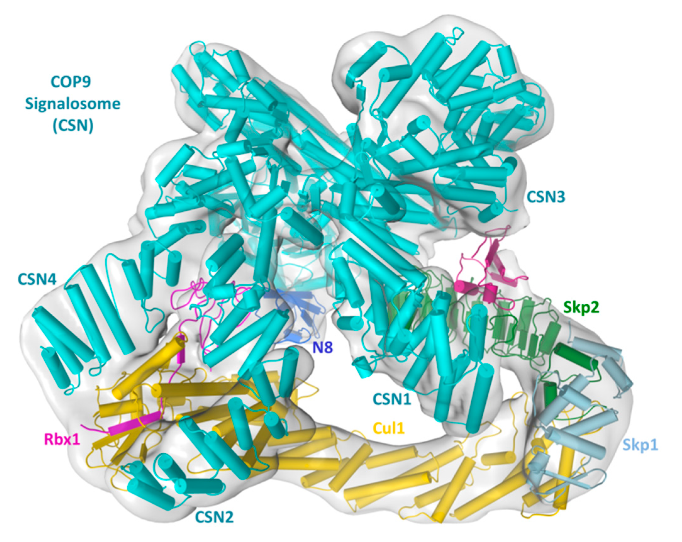 Biomolecules 09 00349 g002