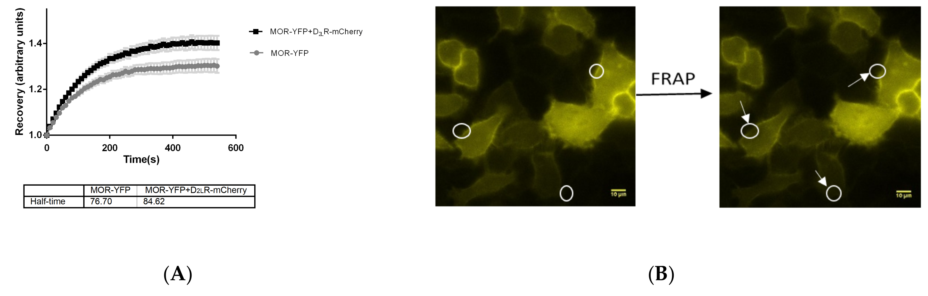 Biomolecules 09 00368 g006