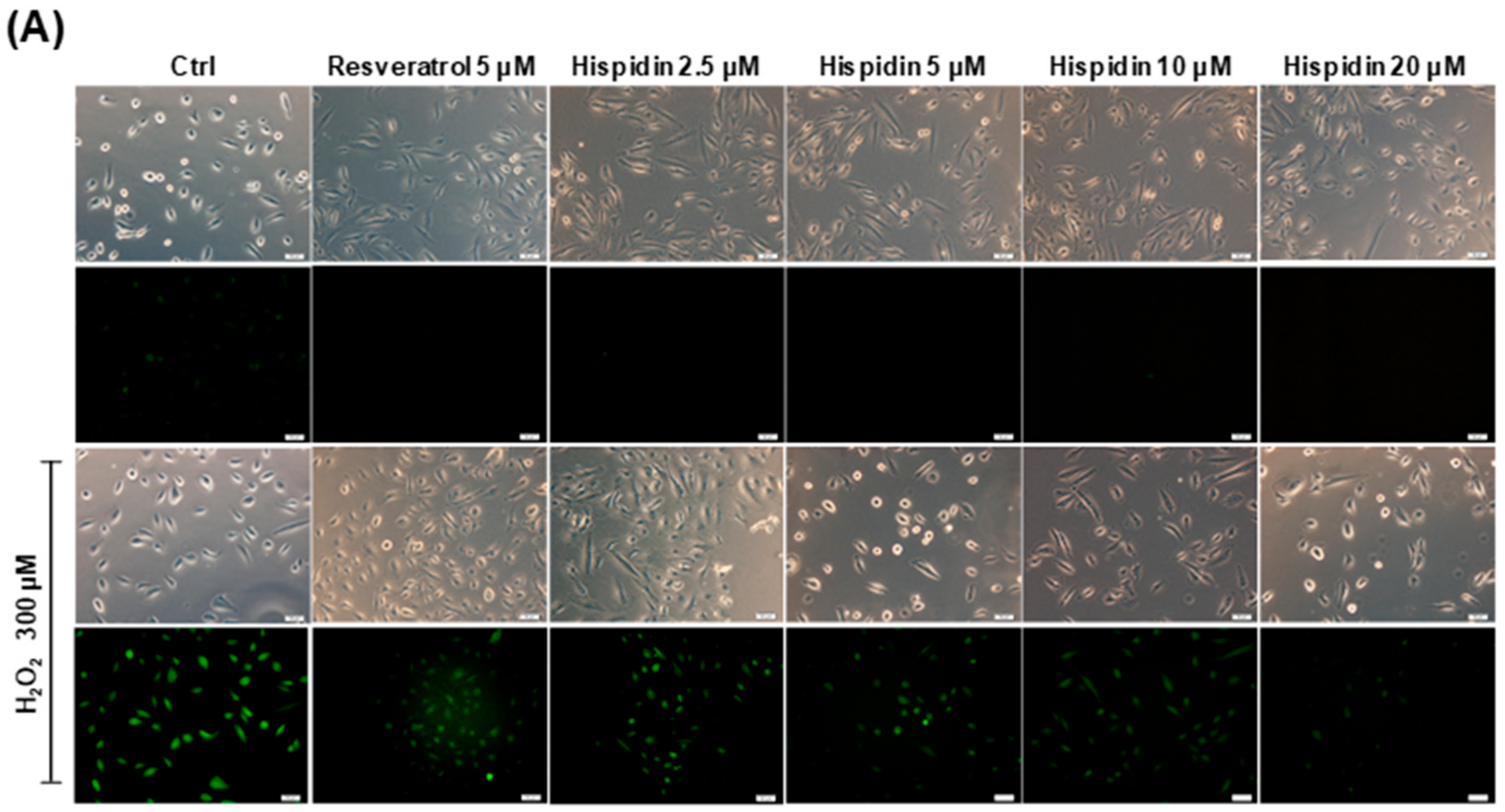 Biomolecules 09 00380 g002a