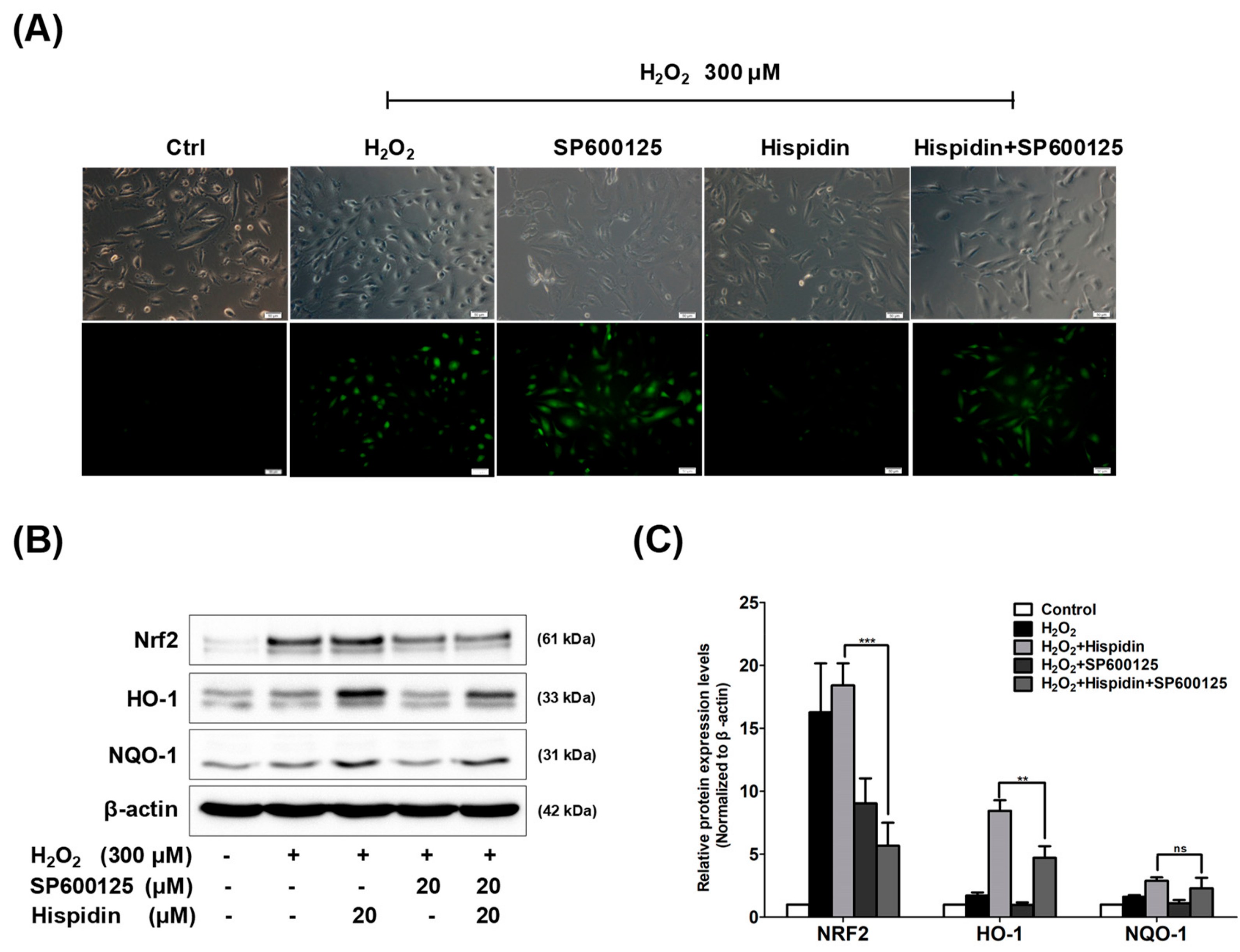 Biomolecules 09 00380 g005
