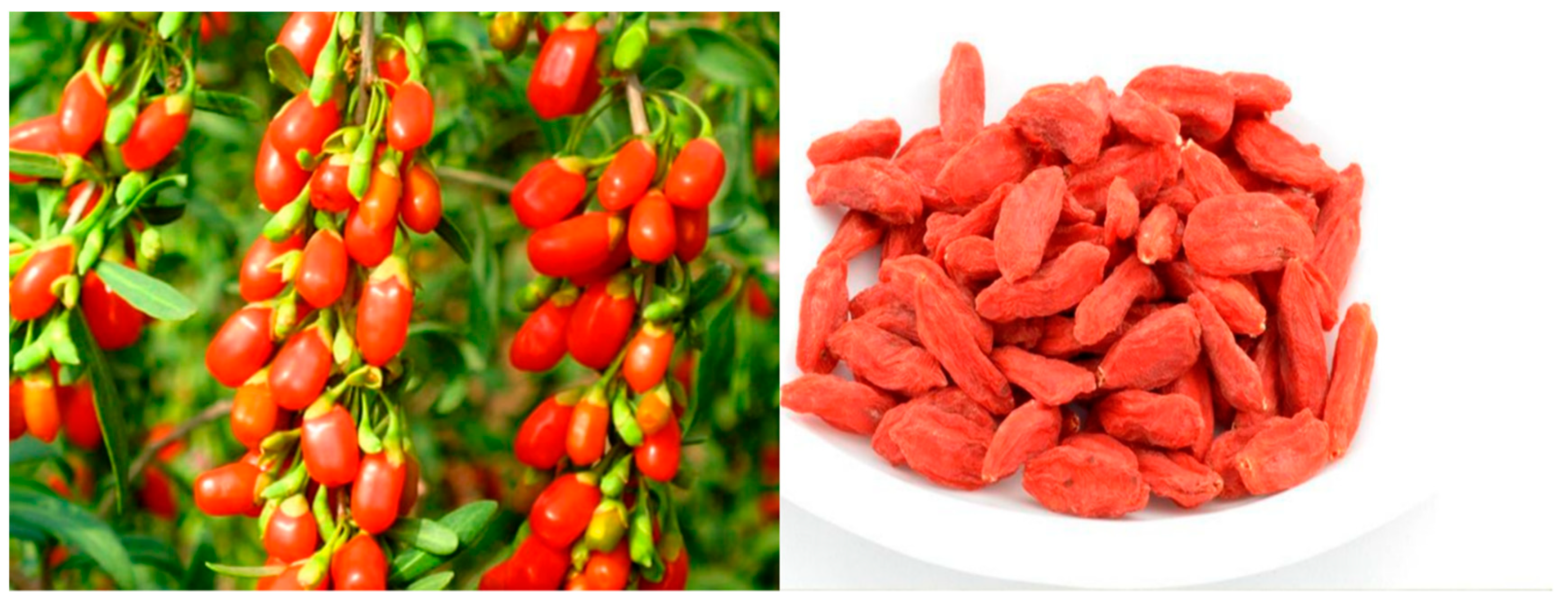 Biomolecules Free Full Text Extraction Structural Characterization And Biological Functions Of Lycium Barbarum Polysaccharides A Review Html