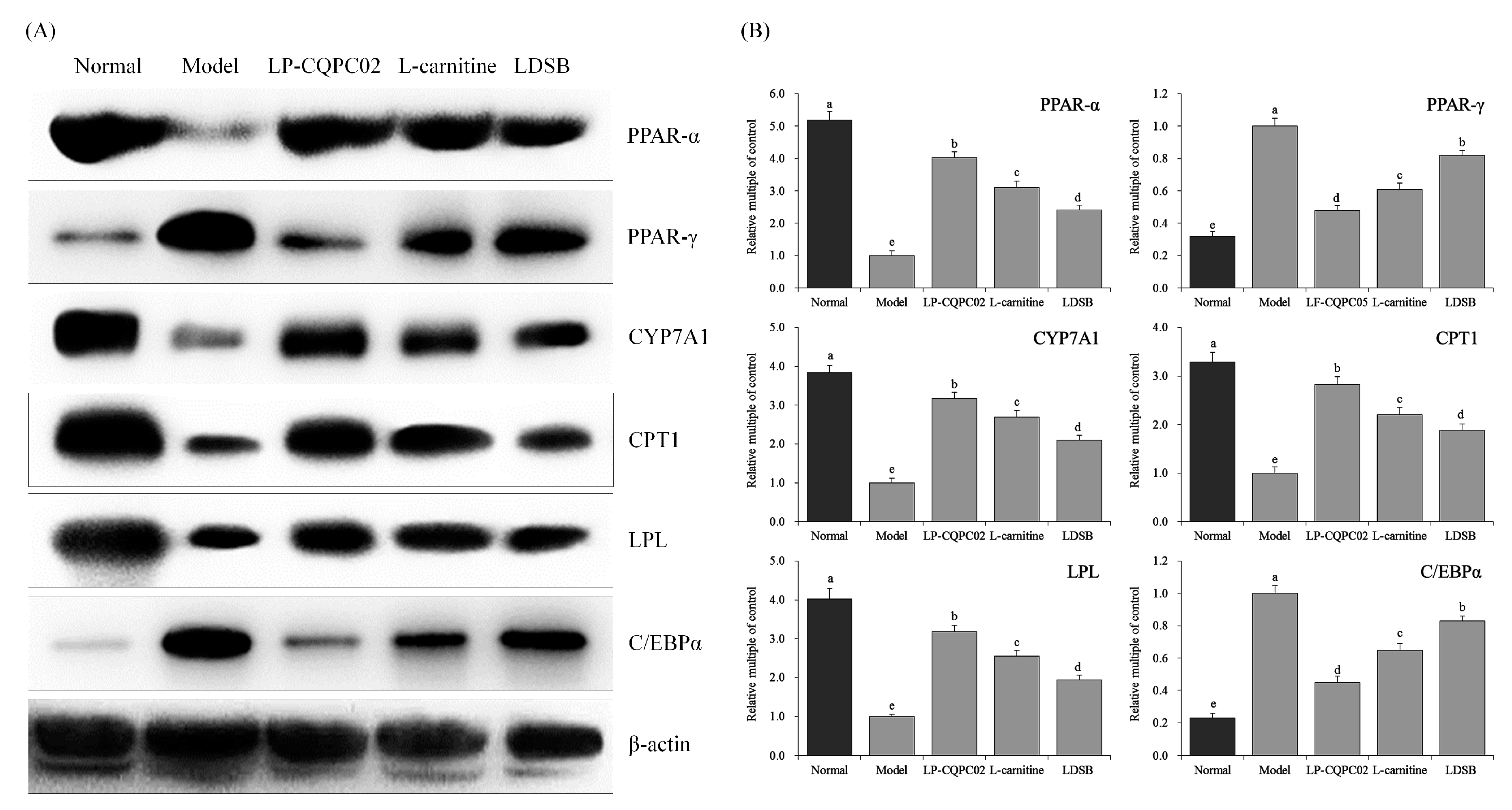 Biomolecules 09 00407 g005