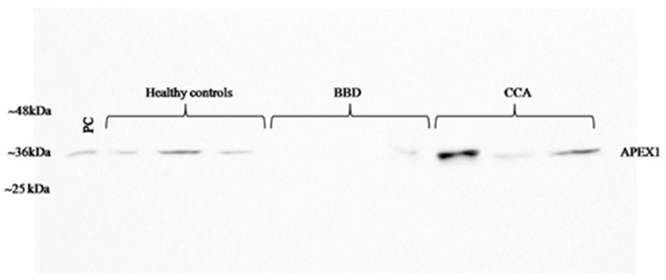 Biomolecules 09 00413 g002