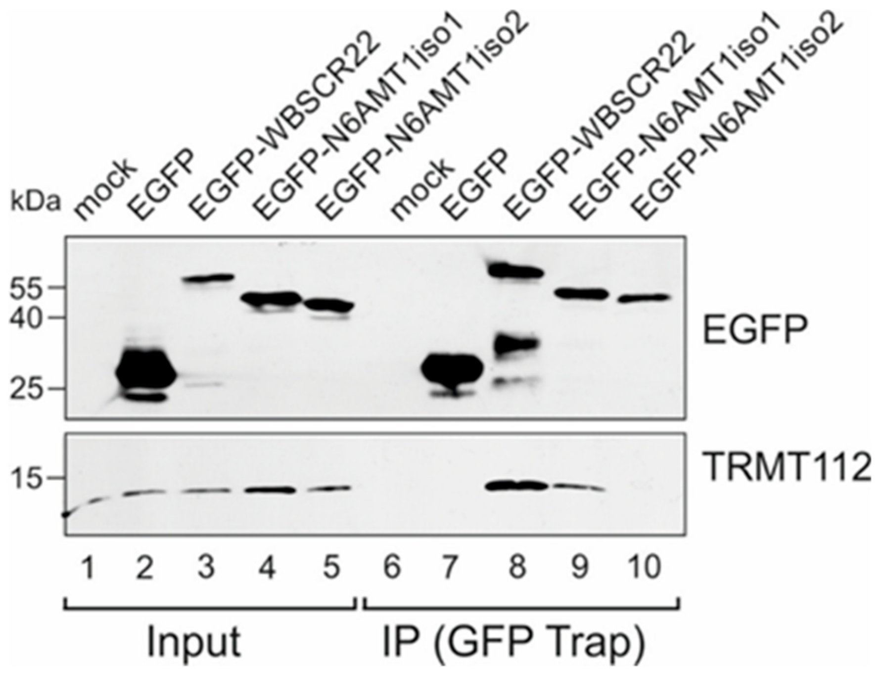 Biomolecules 09 00422 g002