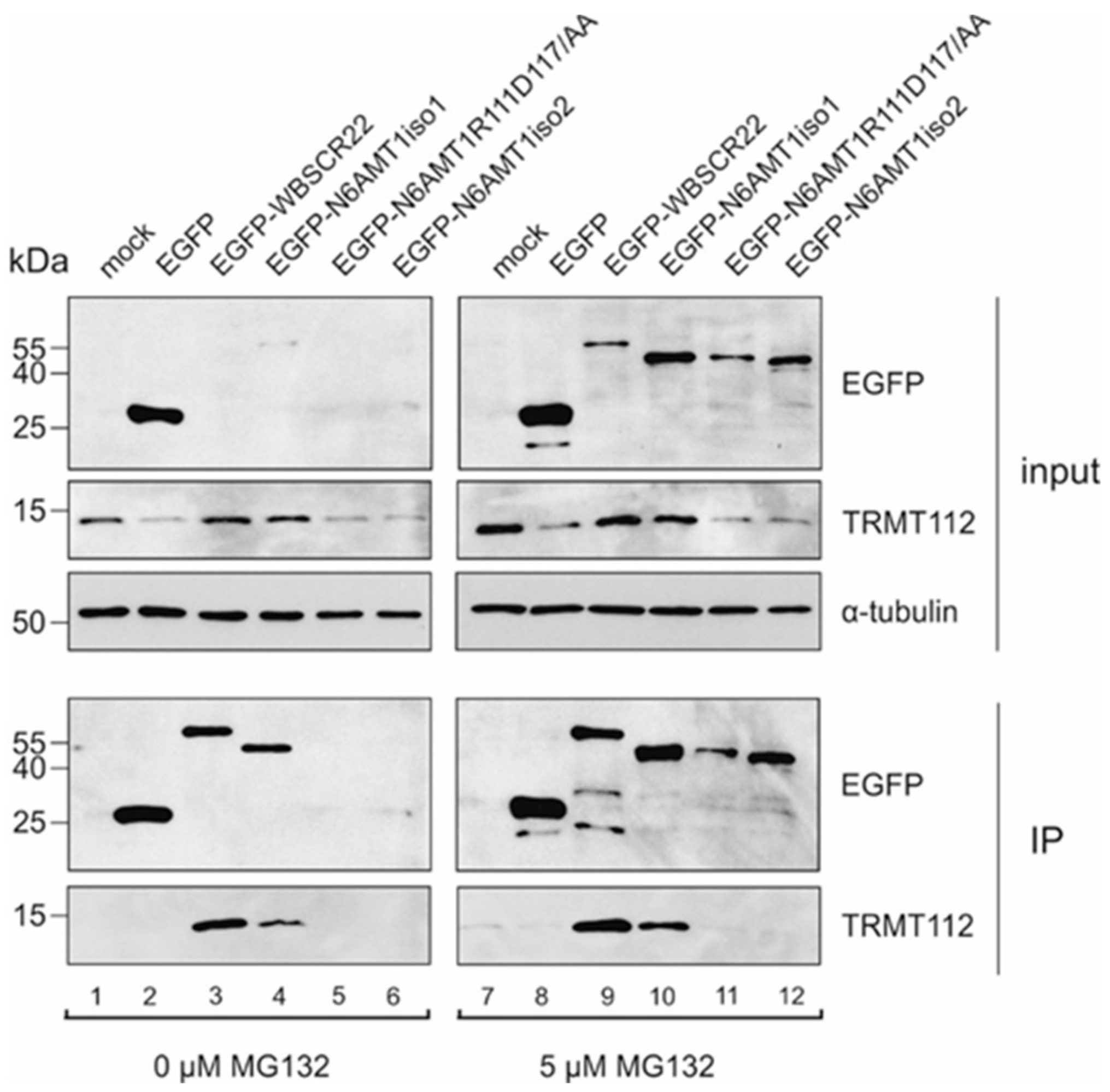 Biomolecules 09 00422 g004