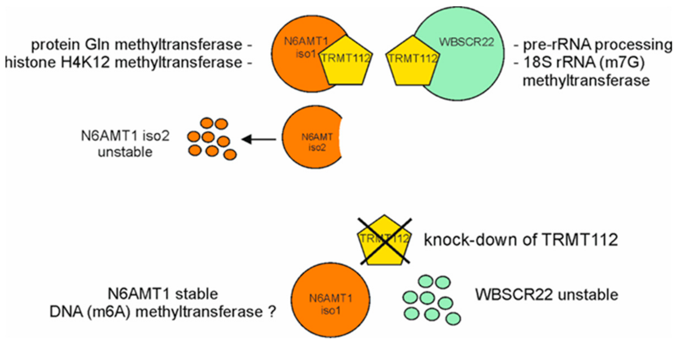 Biomolecules 09 00422 g006