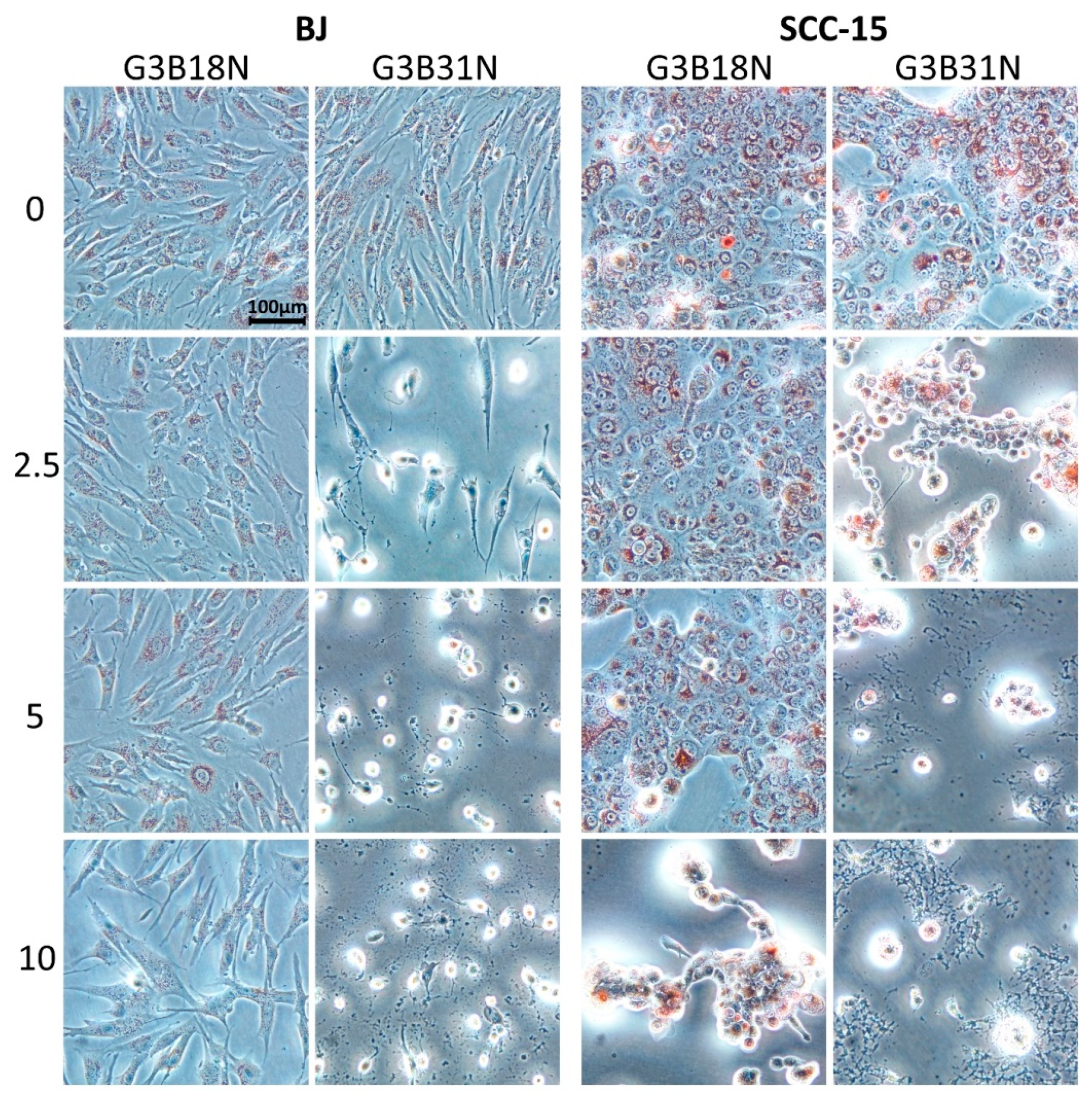 Biomolecules 09 00437 g003 Biomolecules 09 00437 g003