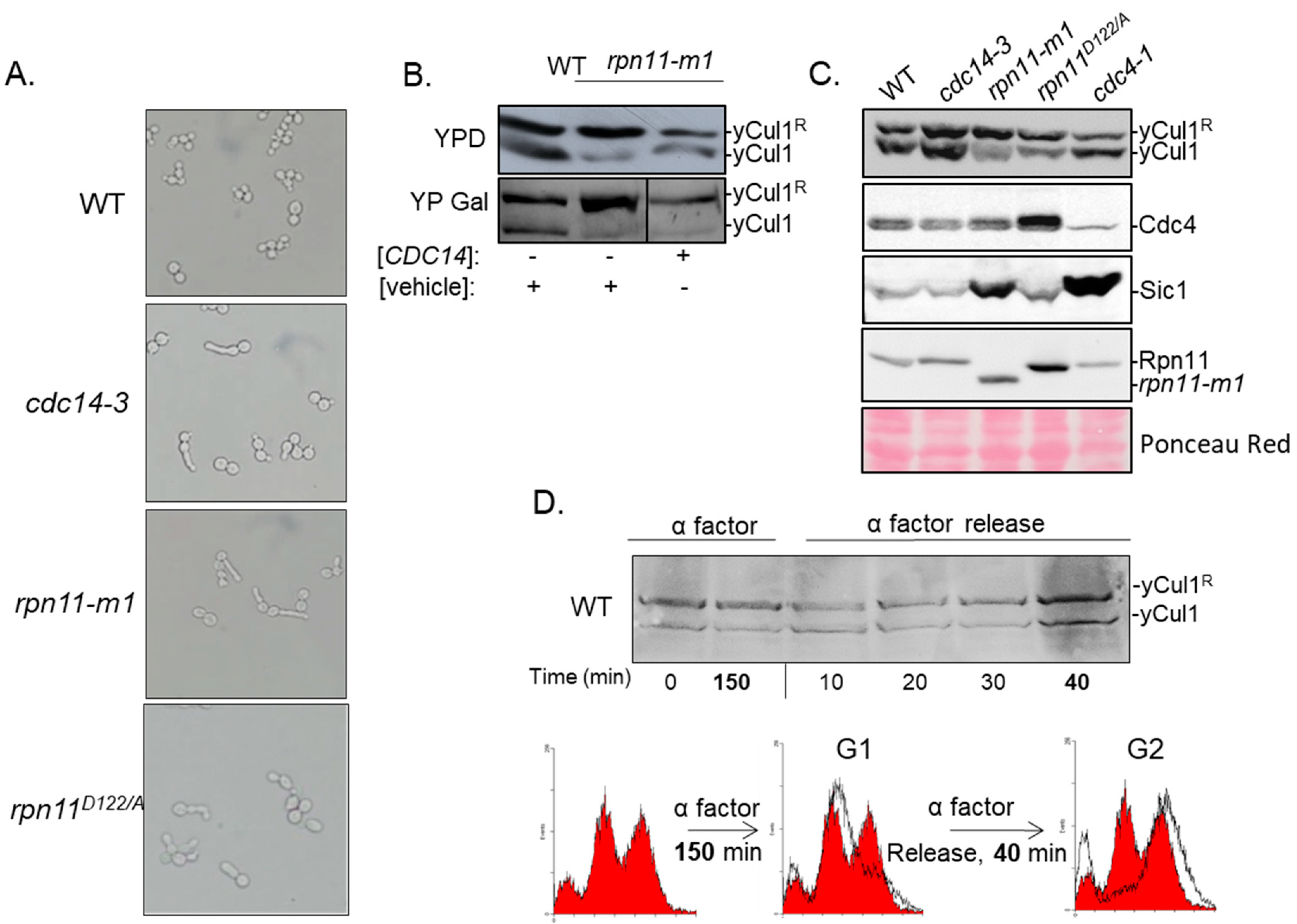 Biomolecules 09 00449 g002