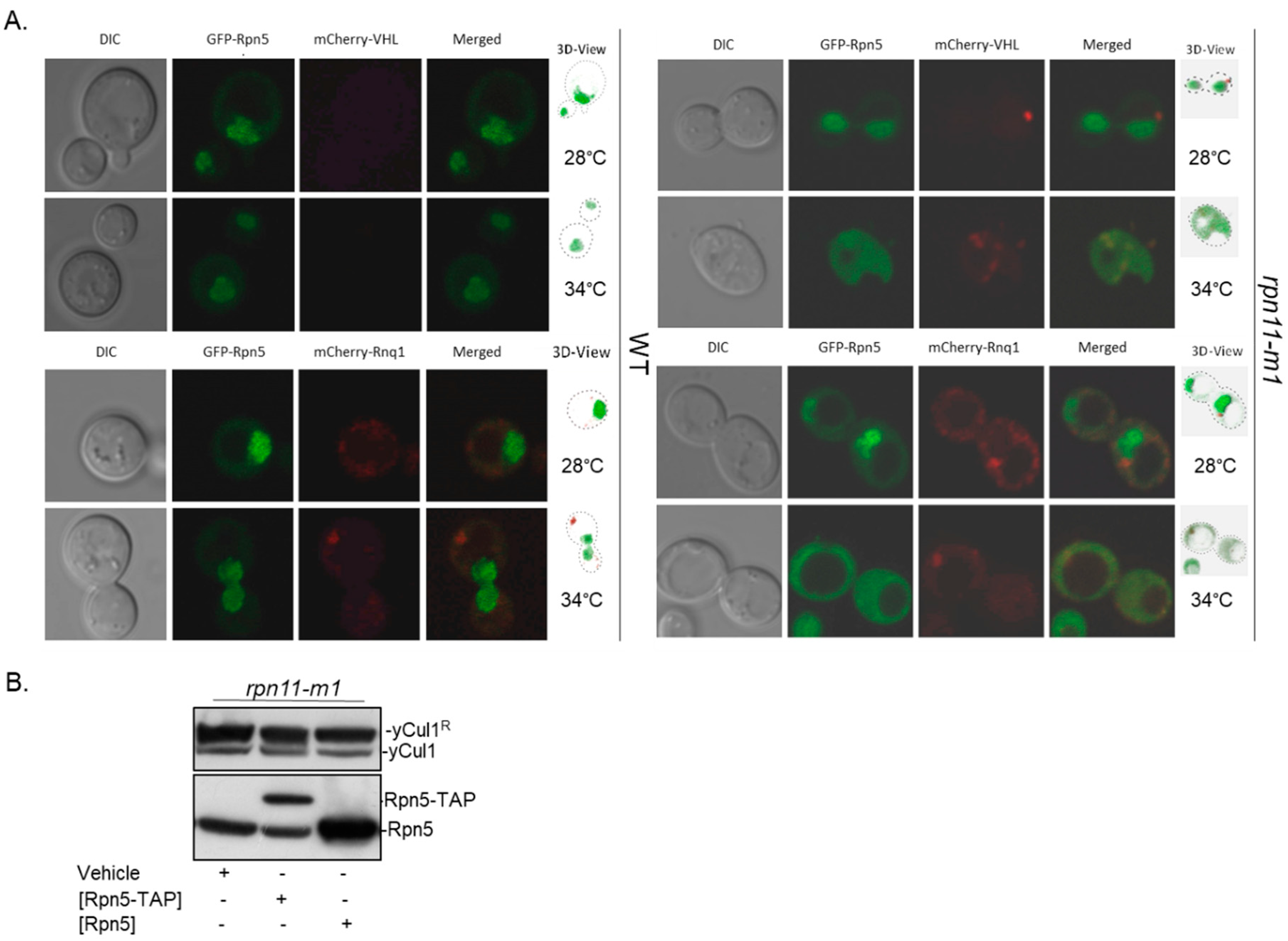 Biomolecules 09 00449 g003