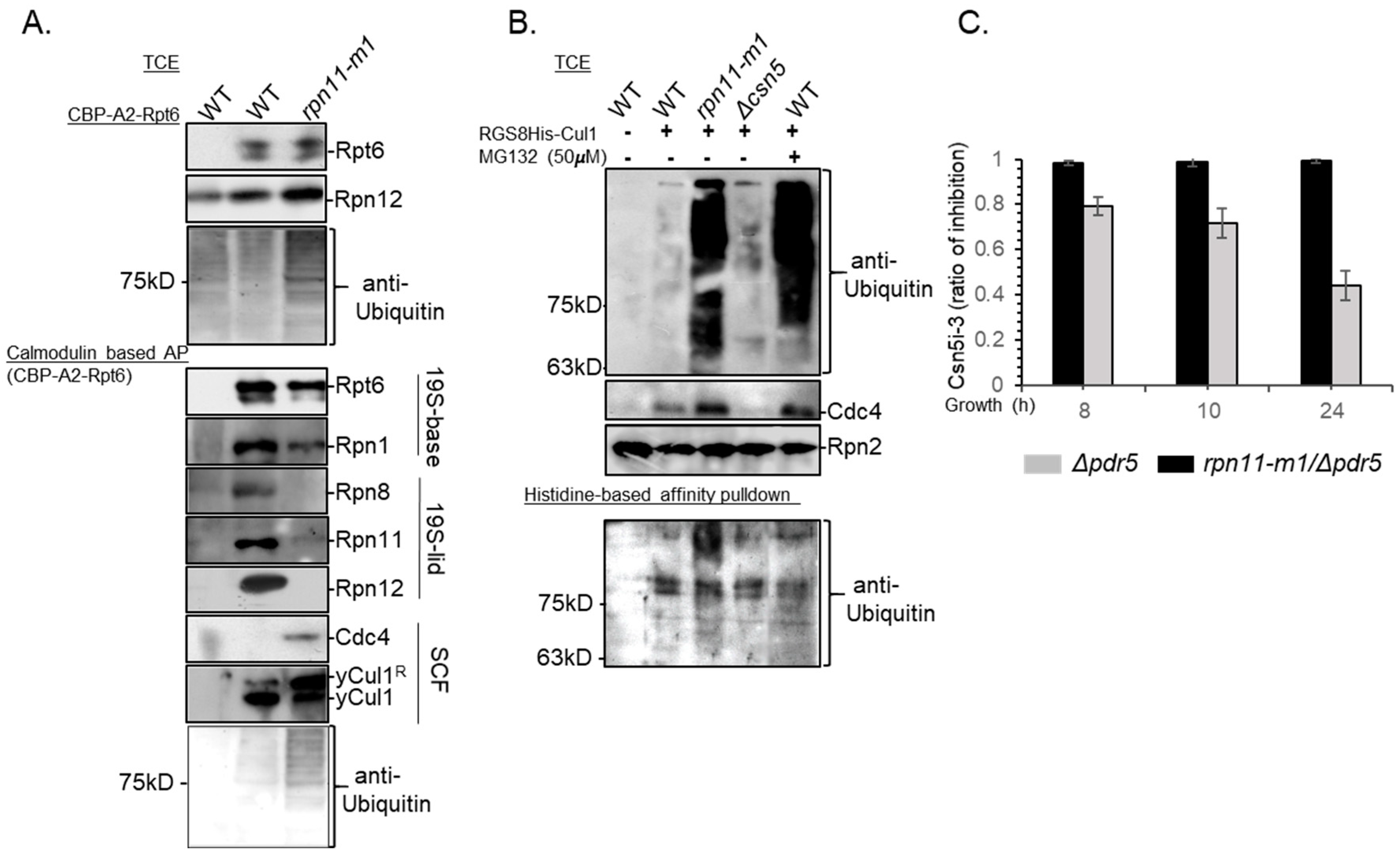 Biomolecules 09 00449 g004