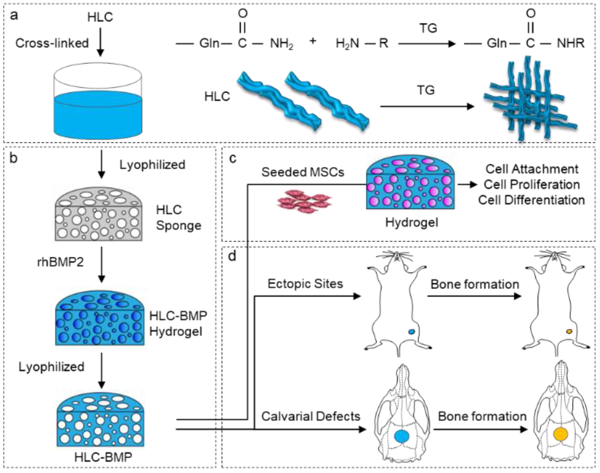 Biomolecules 09 00450 g001 Biomolecules 09 00450 g001