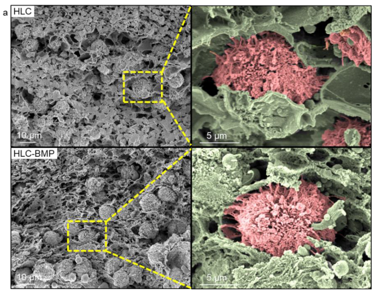 Biomolecules 09 00450 g003a Biomolecules 09 00450 g003a