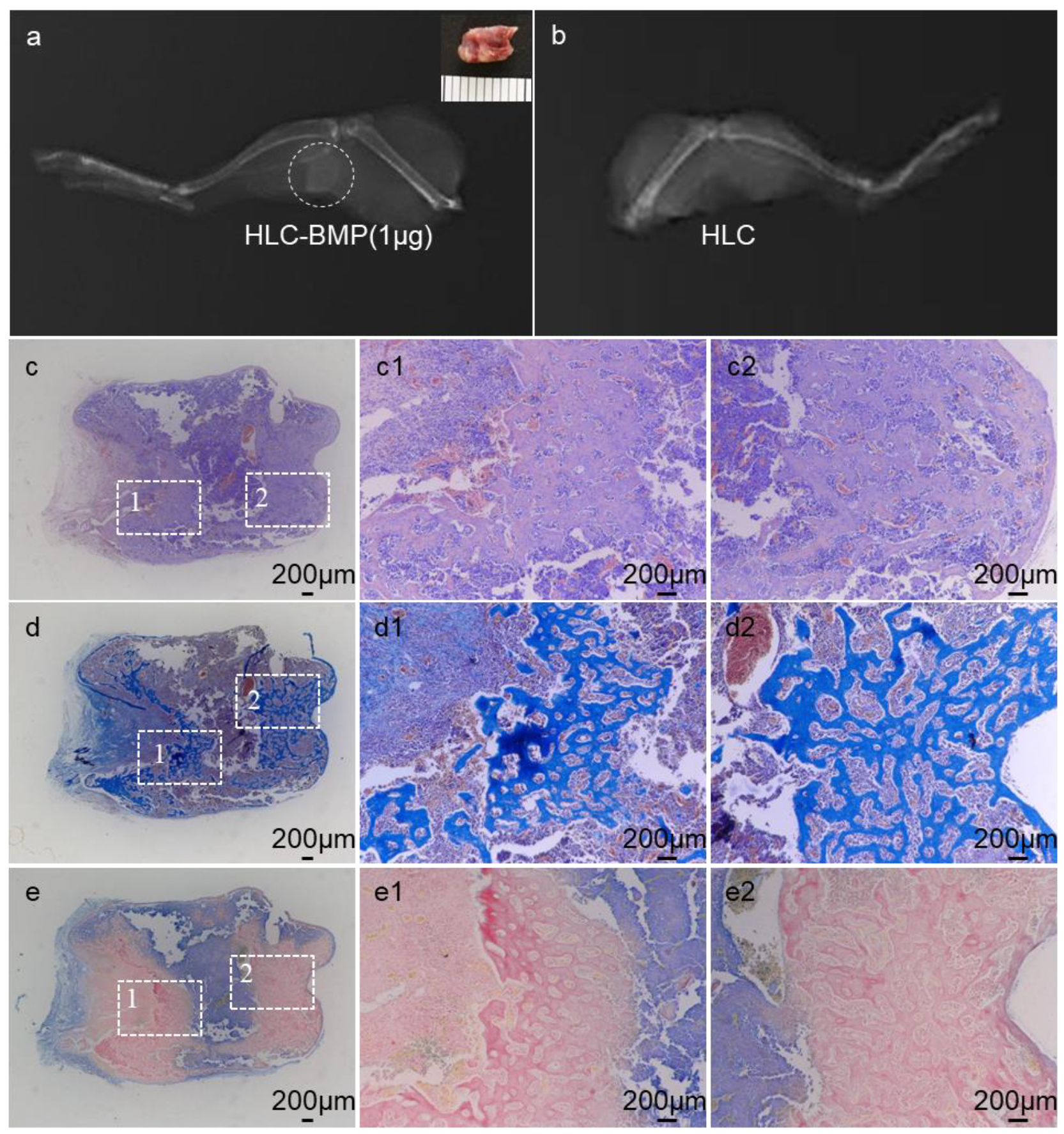 Biomolecules 09 00450 g005 Biomolecules 09 00450 g005