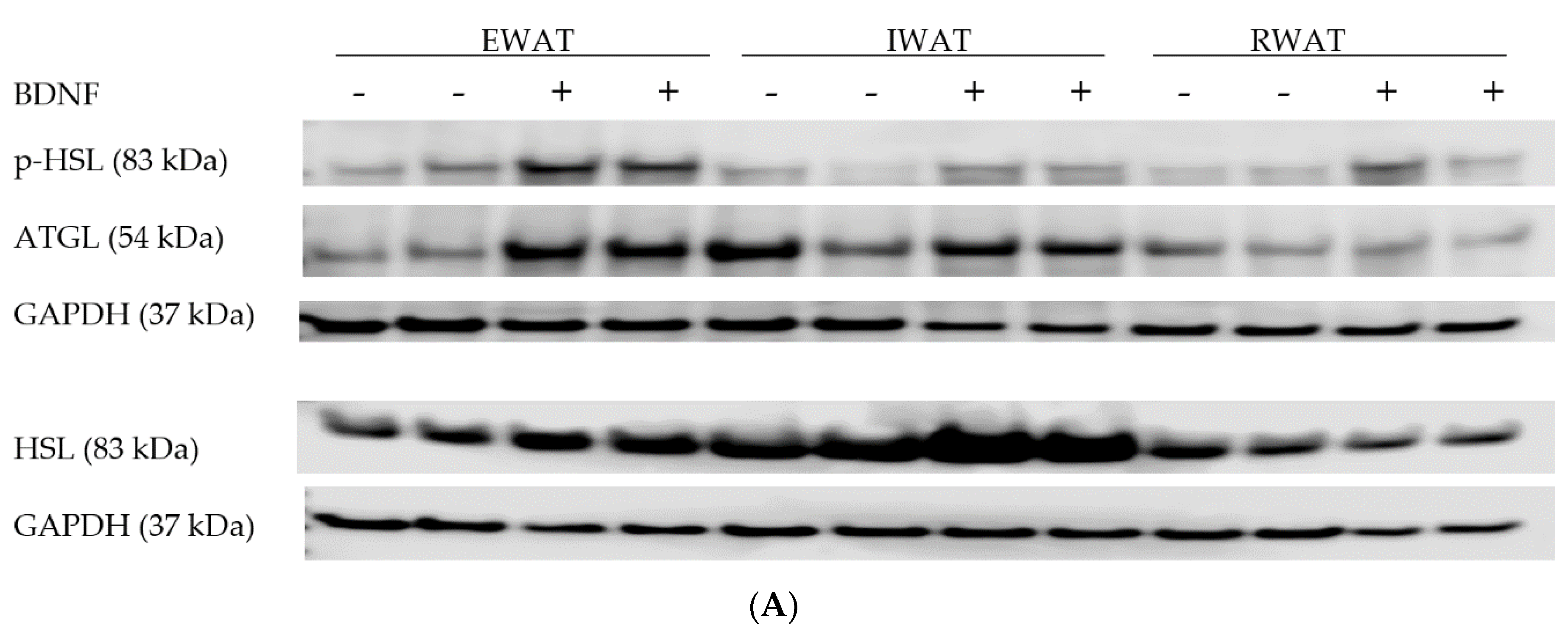 Biomolecules 09 00452 g002a