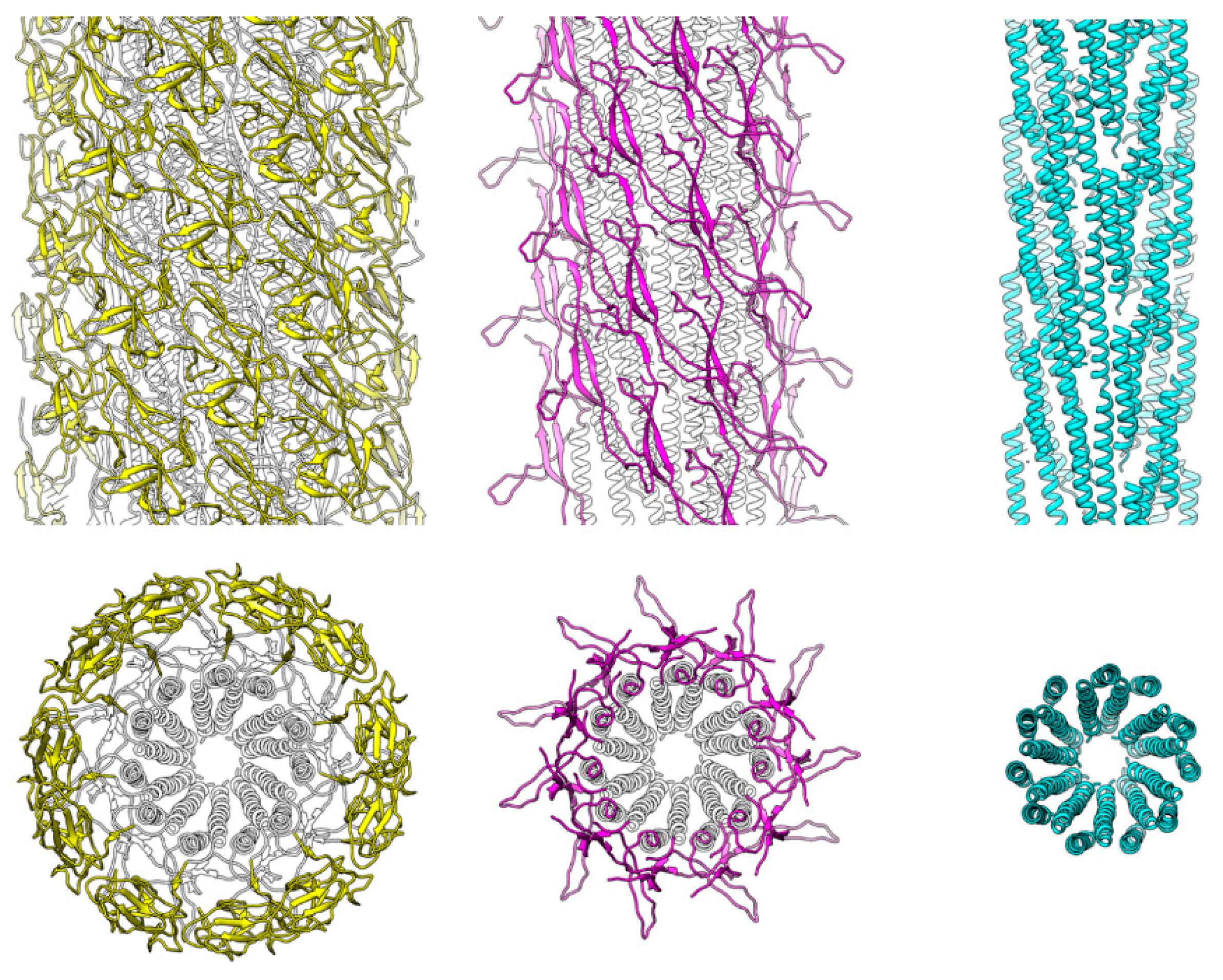 Biomolecules | Free Full-Text | Structure of Salmonella ...