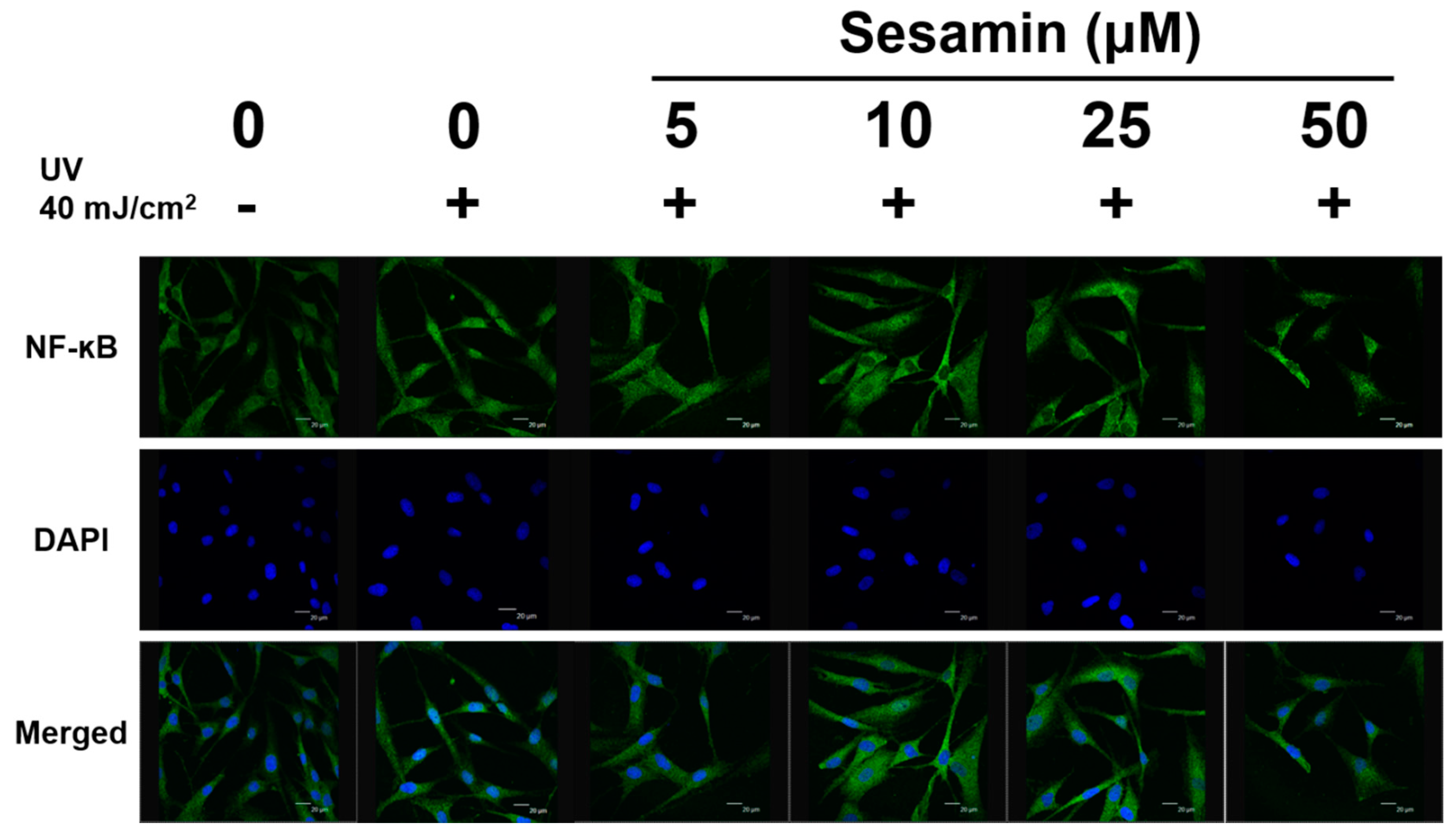 Biomolecules 09 00479 g011