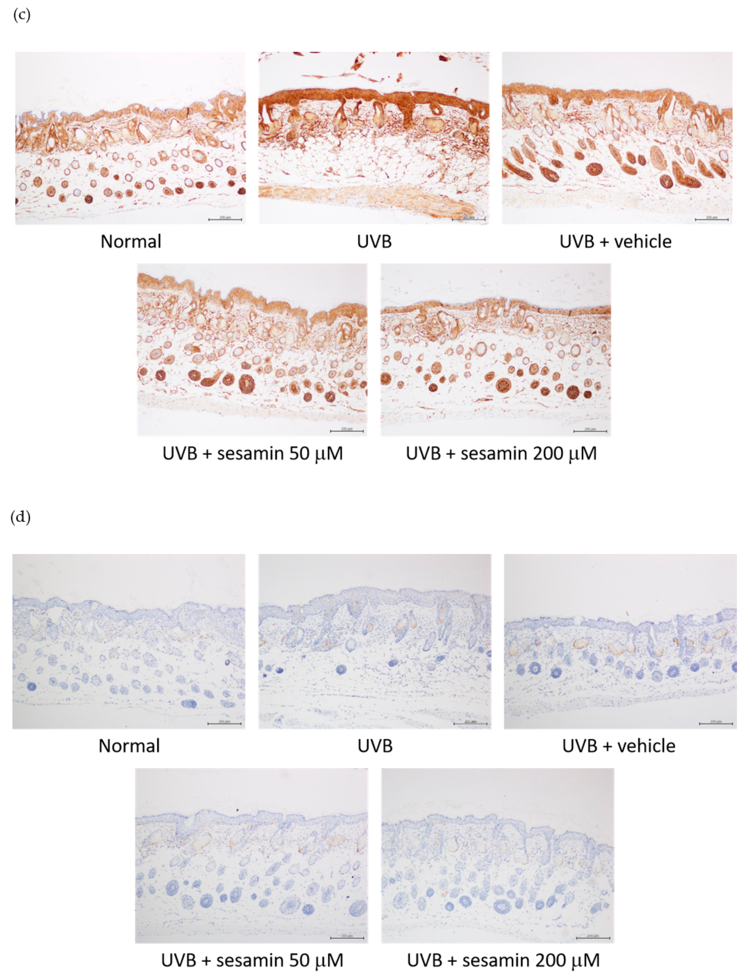 Biomolecules 09 00479 g018b
