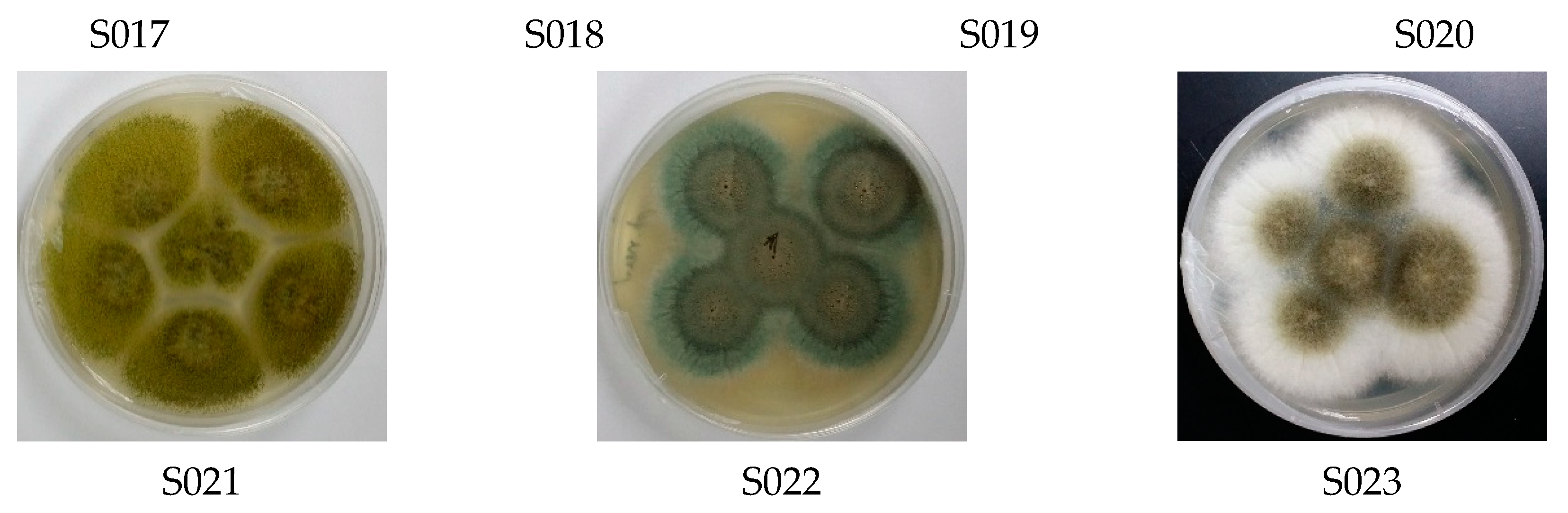 Biomolecules 09 00480 g001b Biomolecules 09 00480 g001b