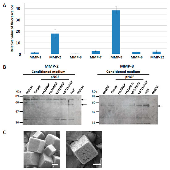 biomolecules an open access journal from mdpi biomolecules