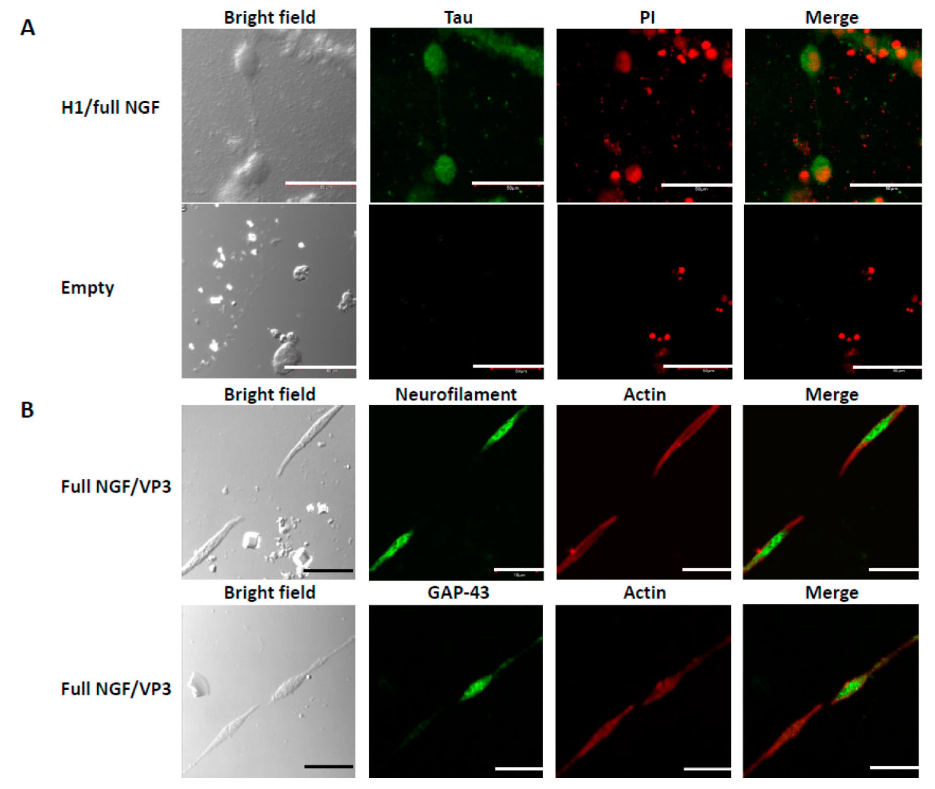 Biomolecules 09 00510 g004 Biomolecules 09 00510 g004