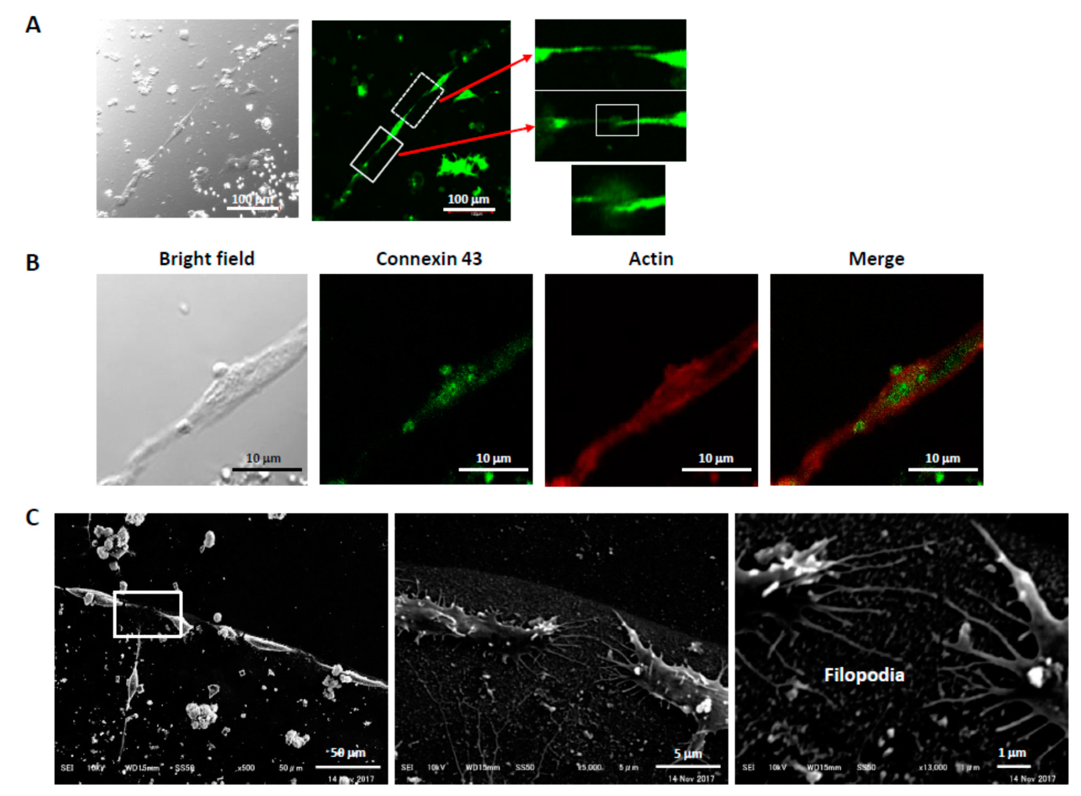 Biomolecules 09 00510 g005 Biomolecules 09 00510 g005