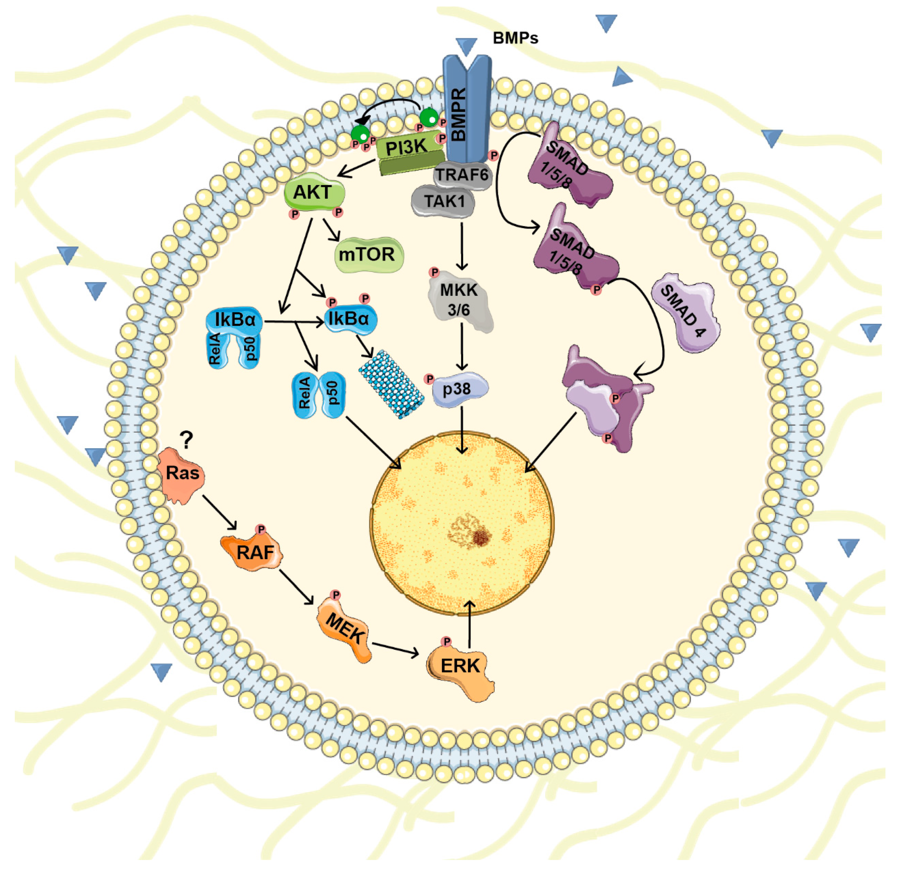 Biomolecules 09 00534 g001