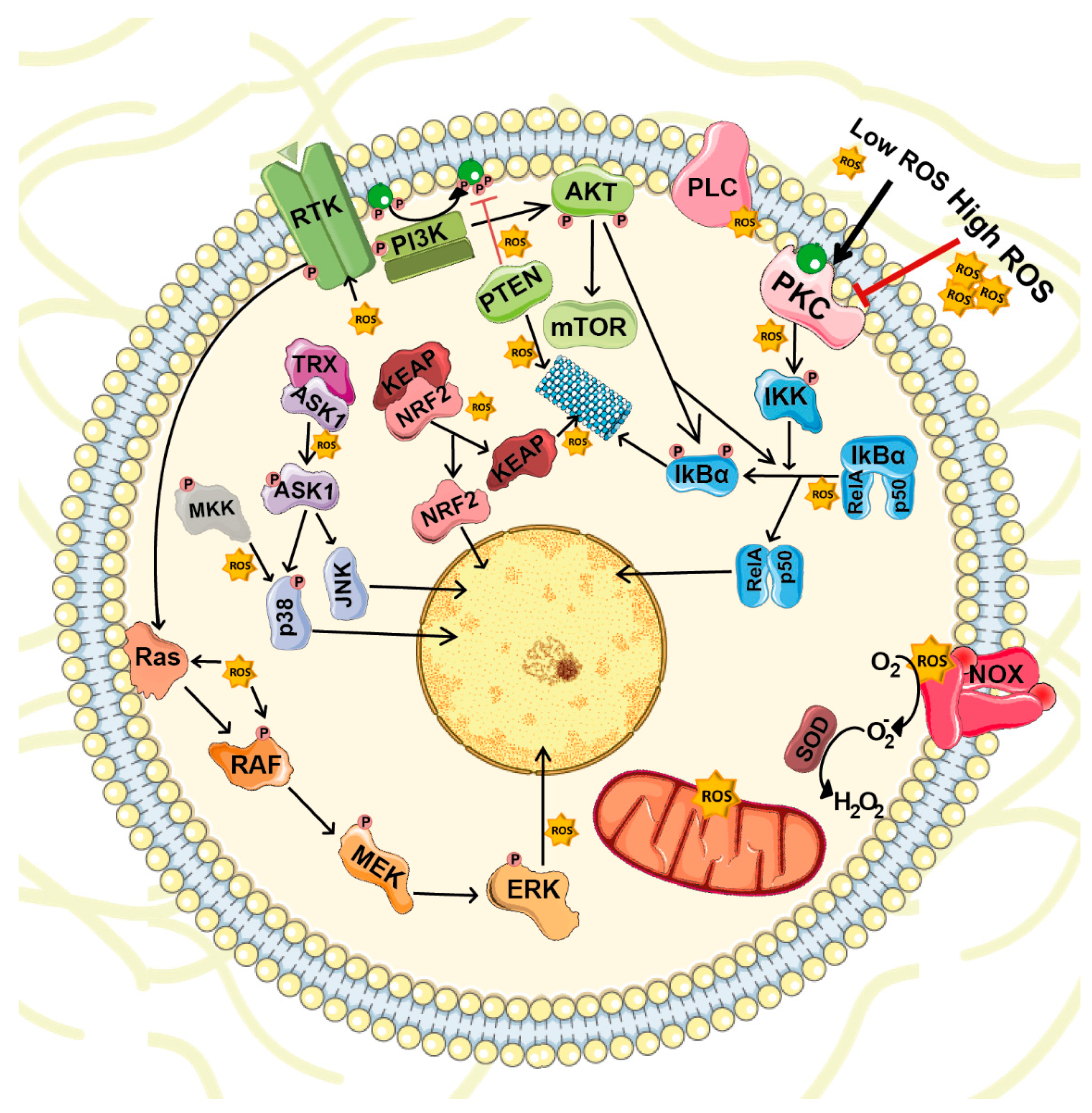 Biomolecules 09 00534 g002