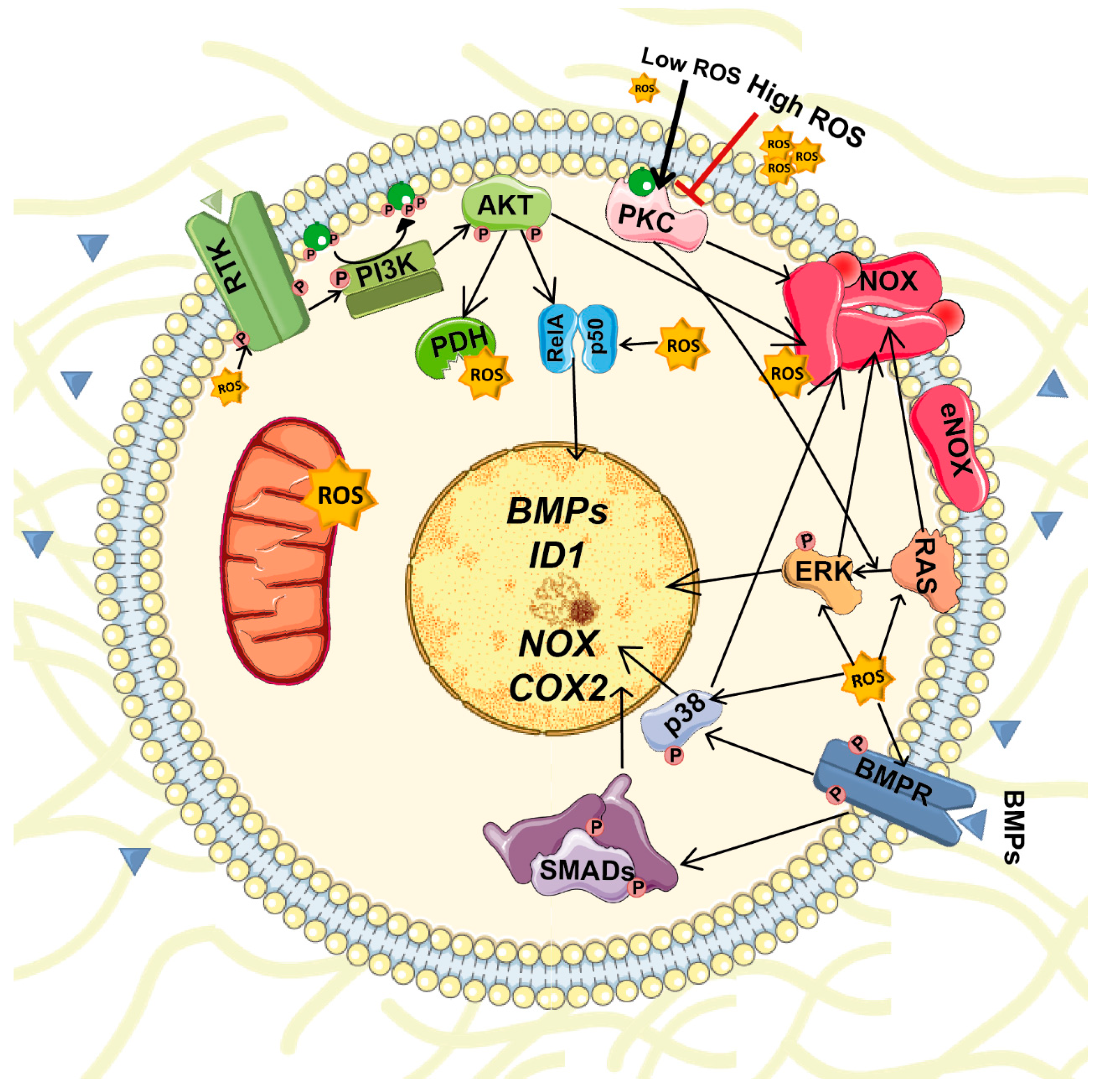 Biomolecules 09 00534 g003