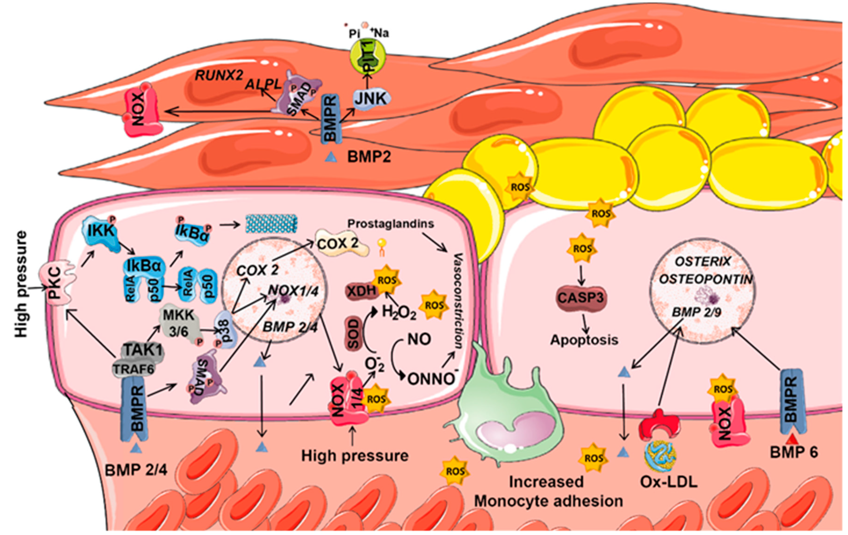 Biomolecules 09 00534 g004