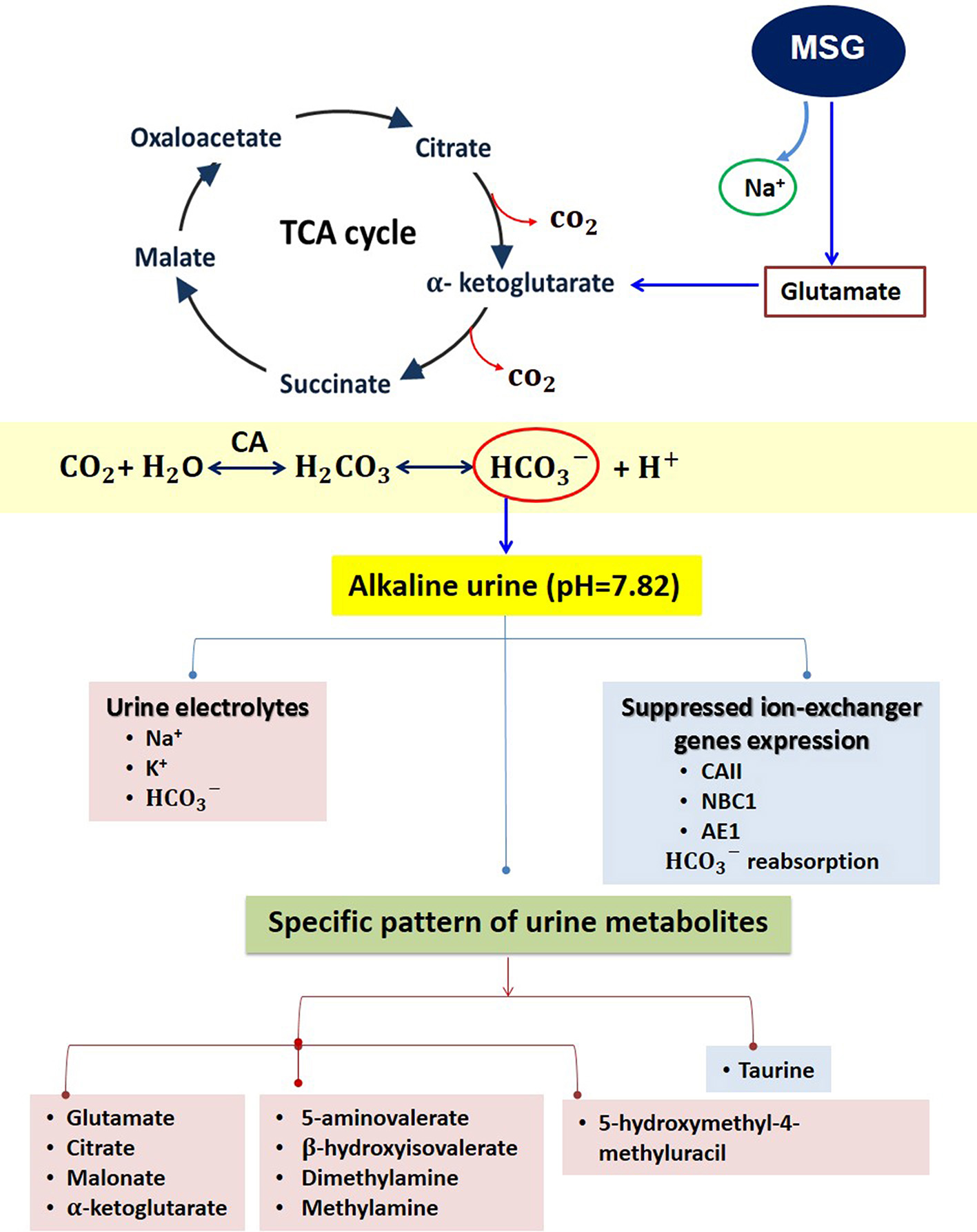 Biomolecules Free Full Text Monosodium Glutamate Msg Renders Alkalinizing Properties And Its Urinary Metabolic Markers Of Msg Consumption In Rats Html