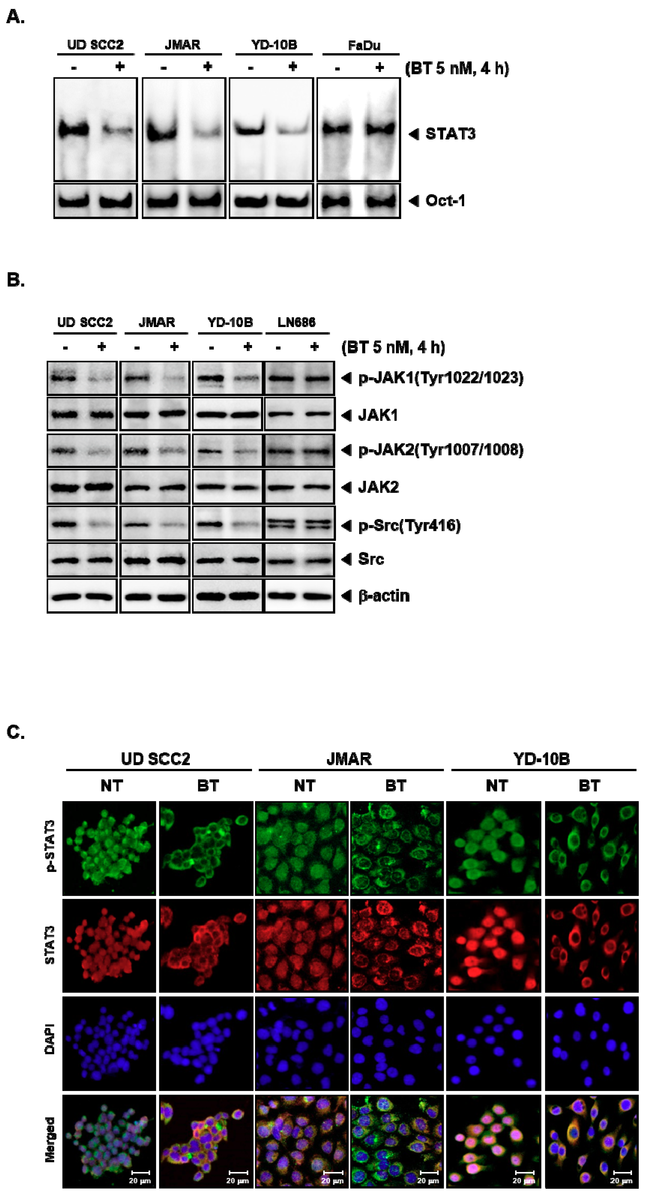 Biomolecules | Free Full-Text | Brusatol, a Nrf2 Inhibitor Targets 