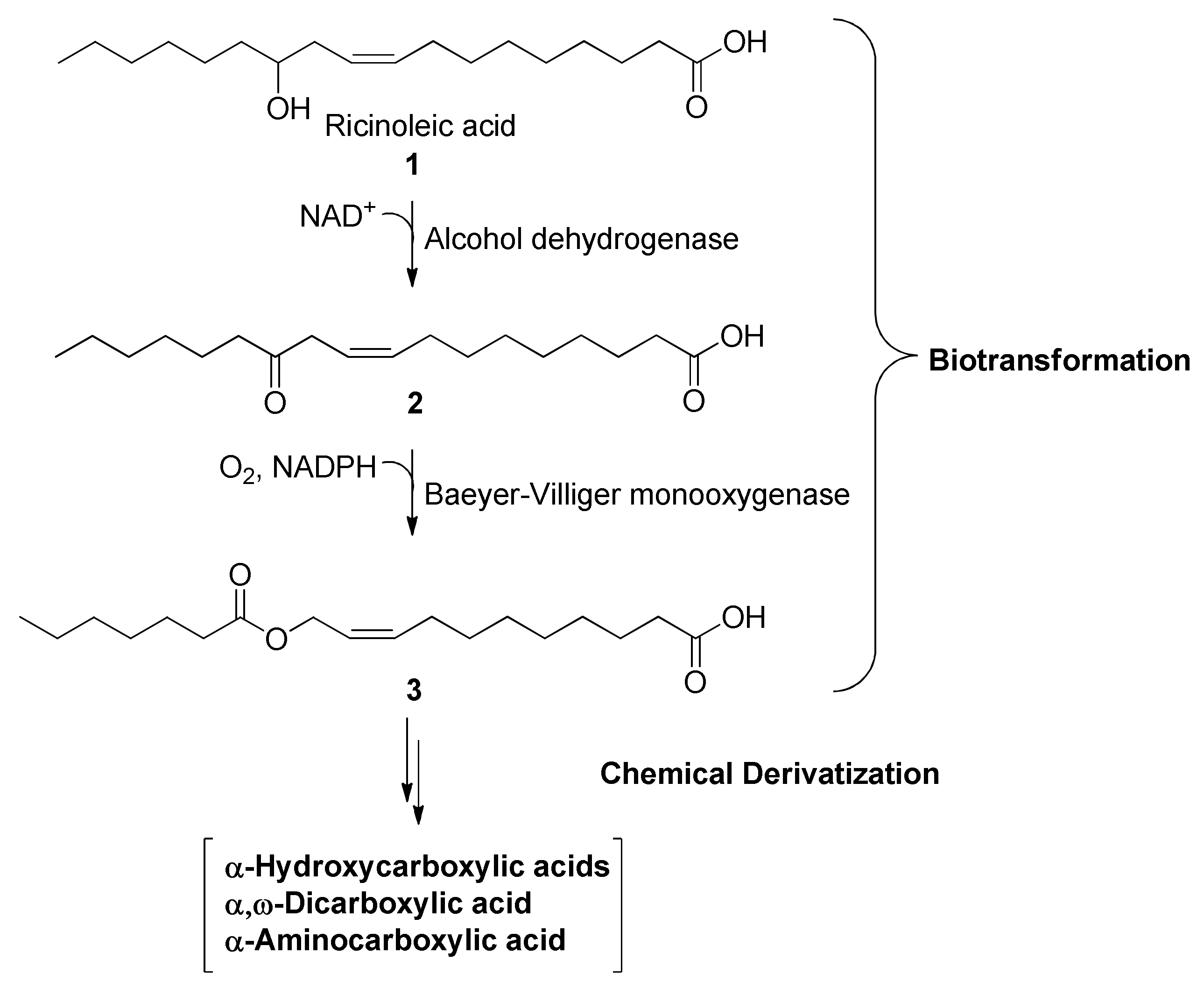 Biomolecules Free FullText Bioenzymatic and Chemical Derivatization of Renewable Fatty Acids