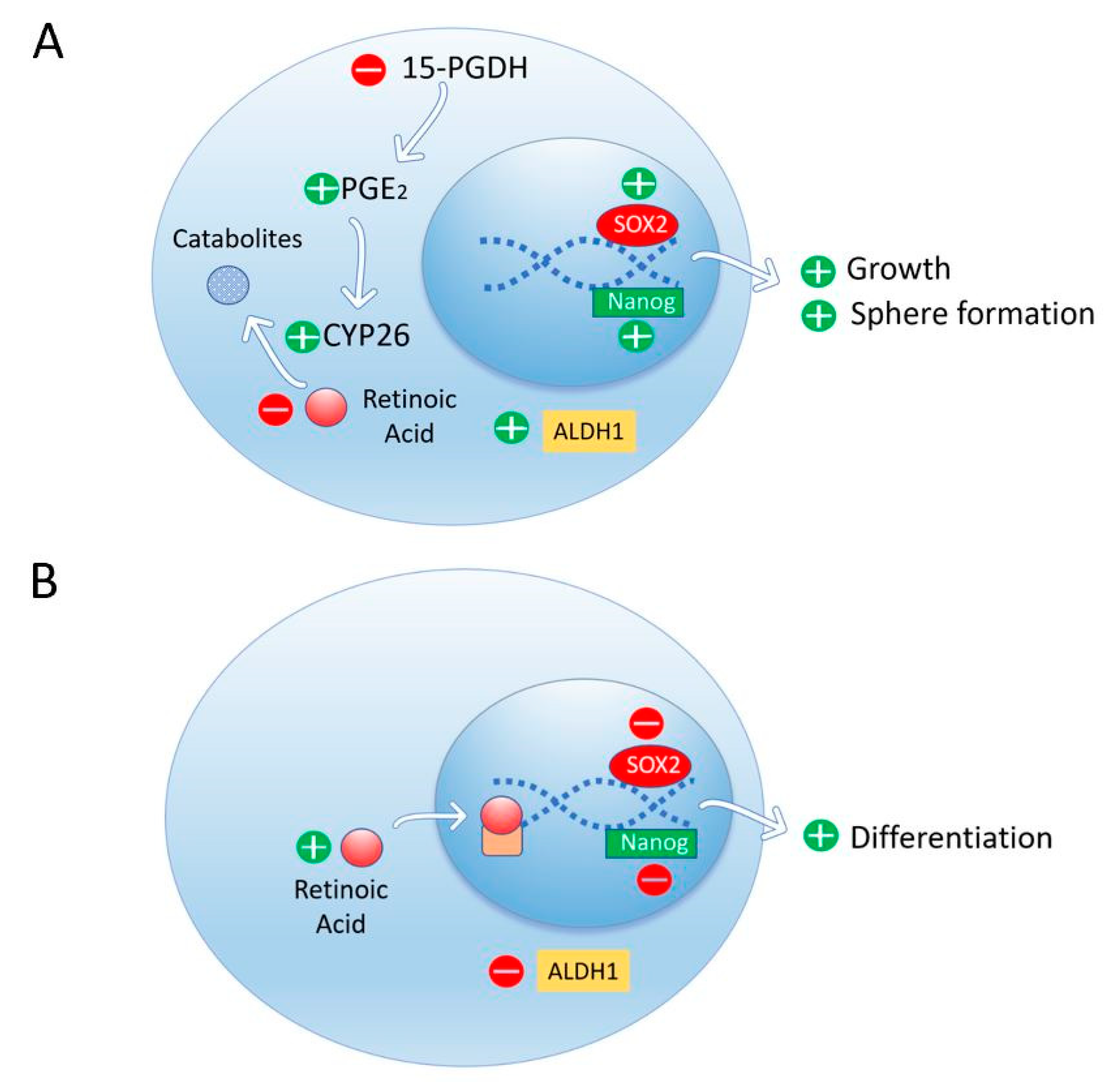 Biomolecules Free FullText Two Opposing Faces of Retinoic Acid
