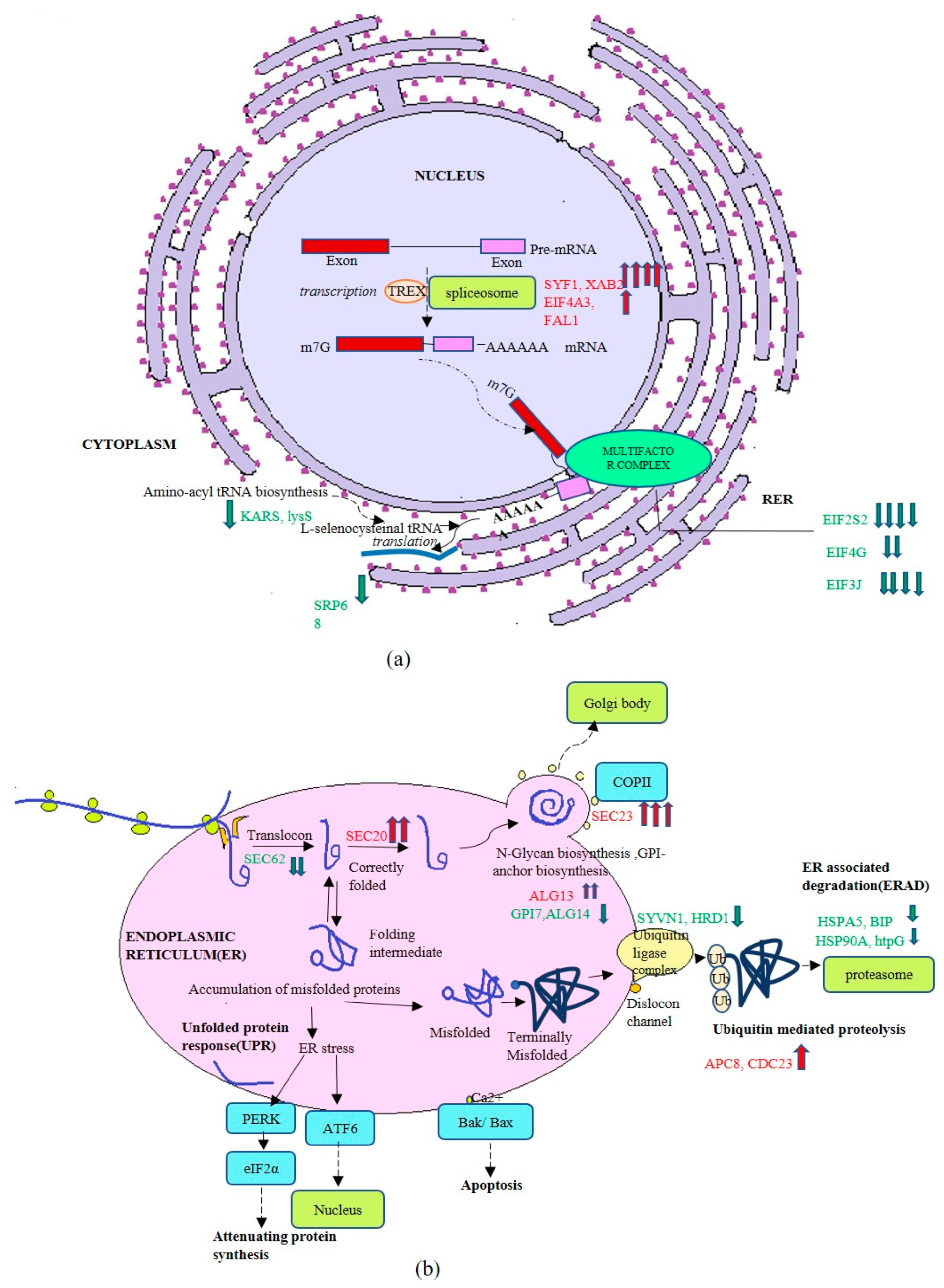 Biomolecules 09 00568 g008 Biomolecules 09 00568 g008