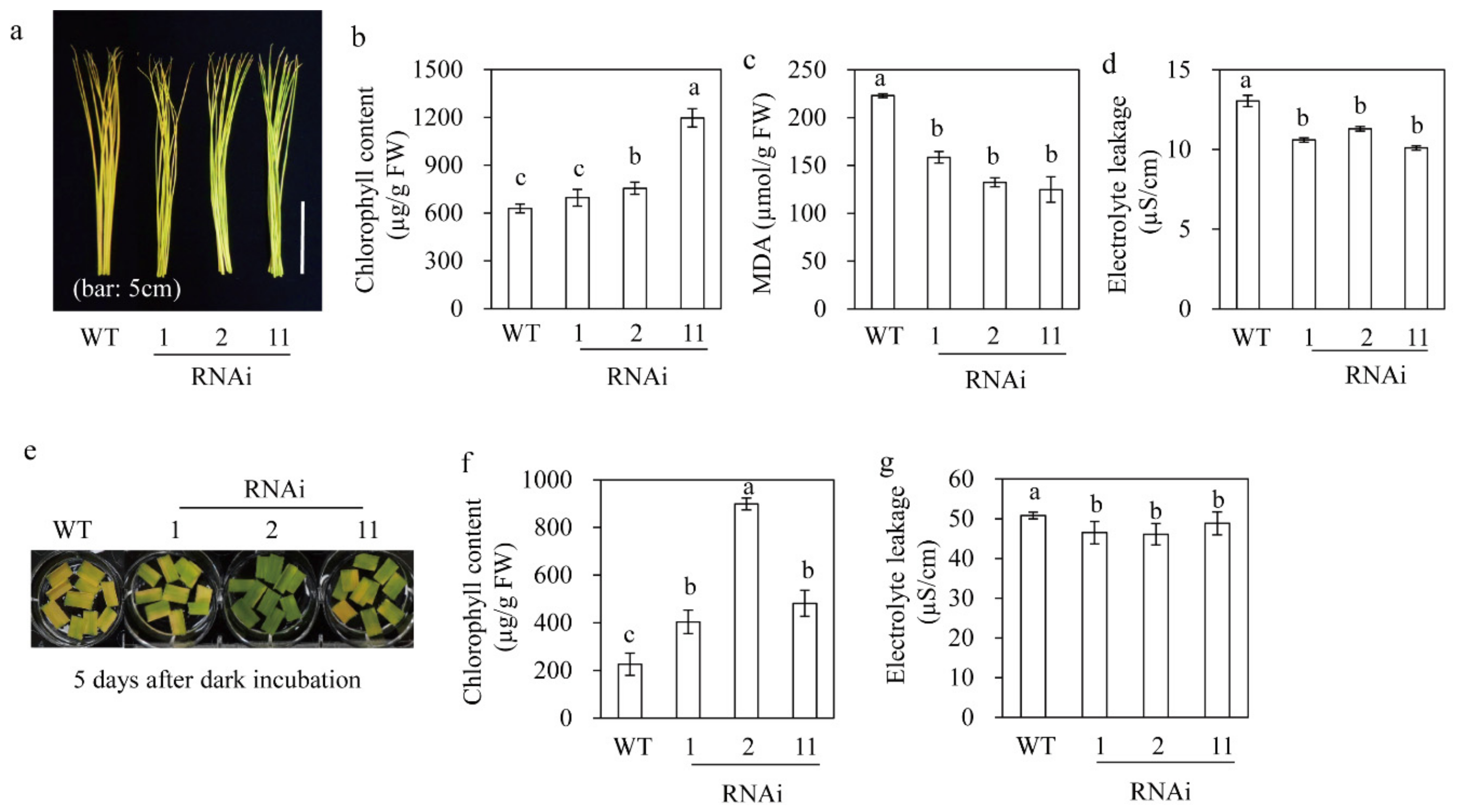 Biomolecules 09 00589 g007