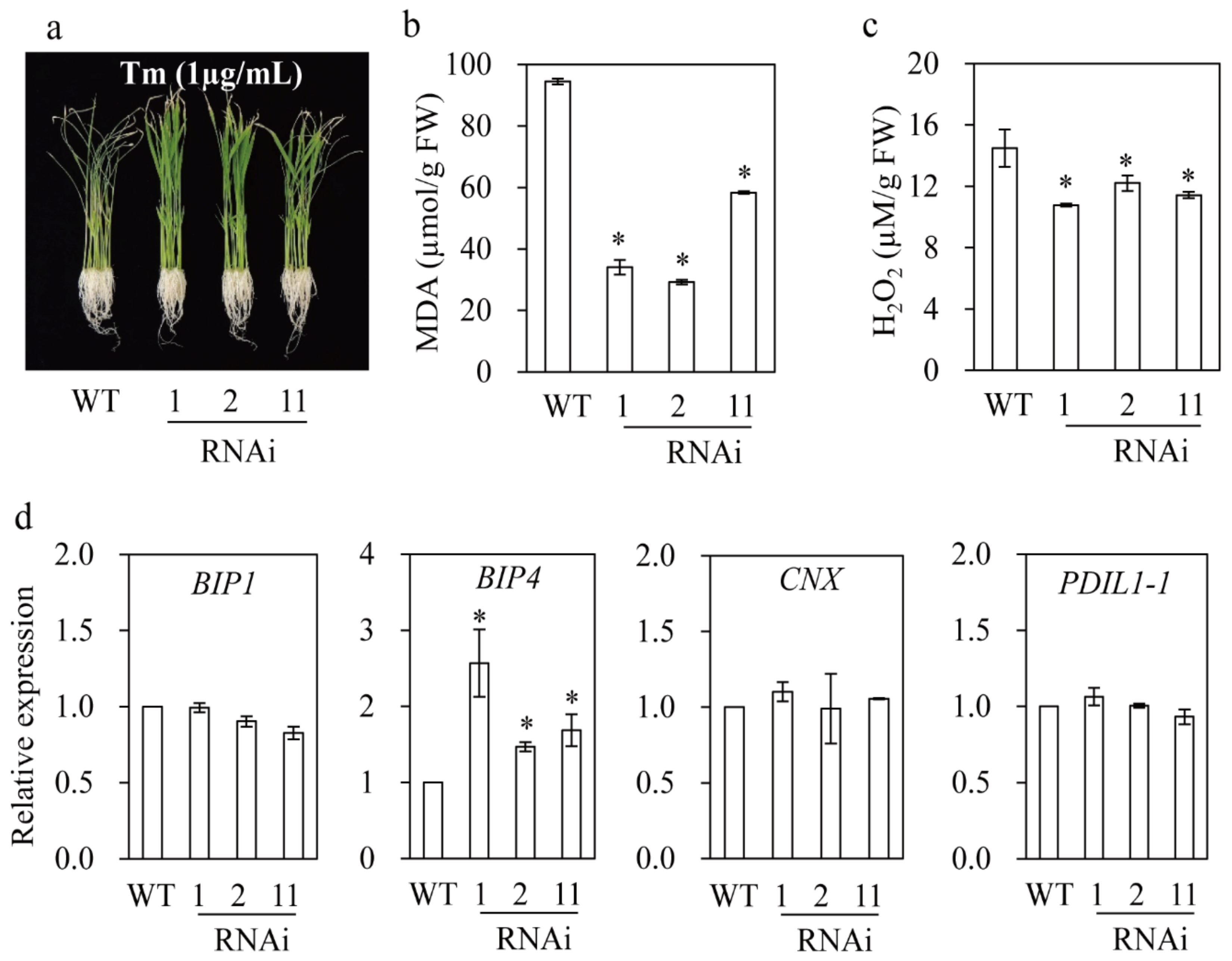 Biomolecules 09 00589 g009