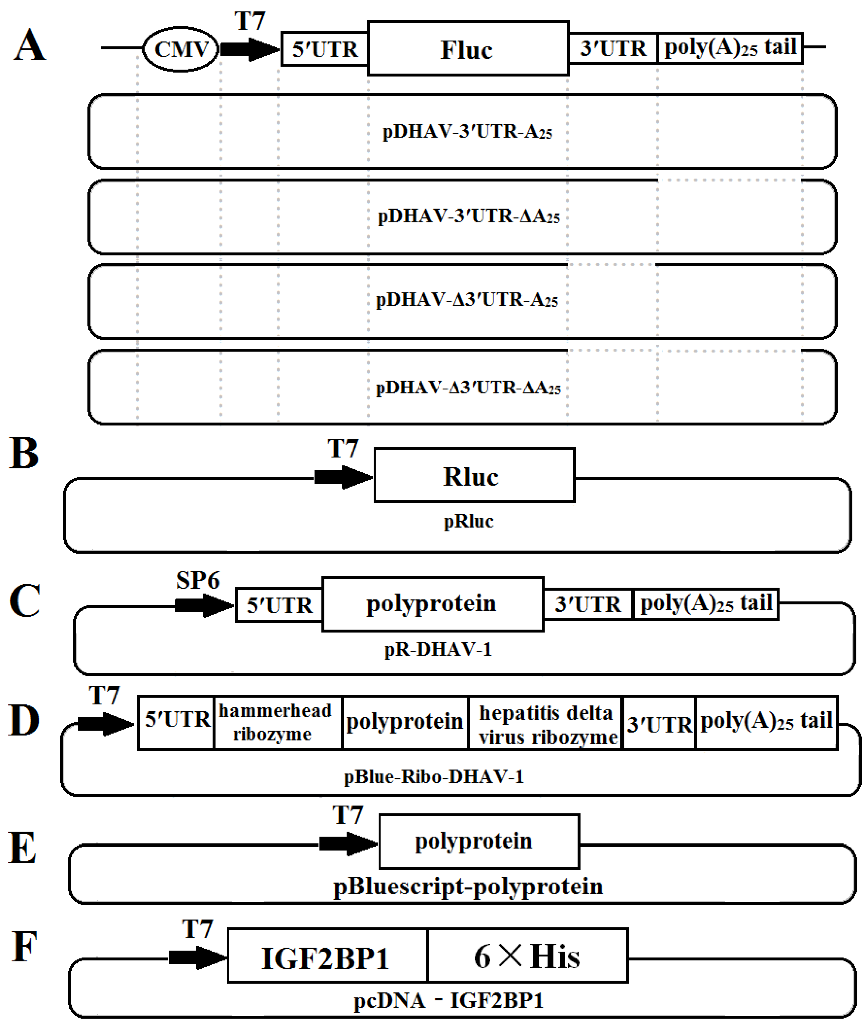 Biomolecules 09 00594 g001 Biomolecules 09 00594 g001