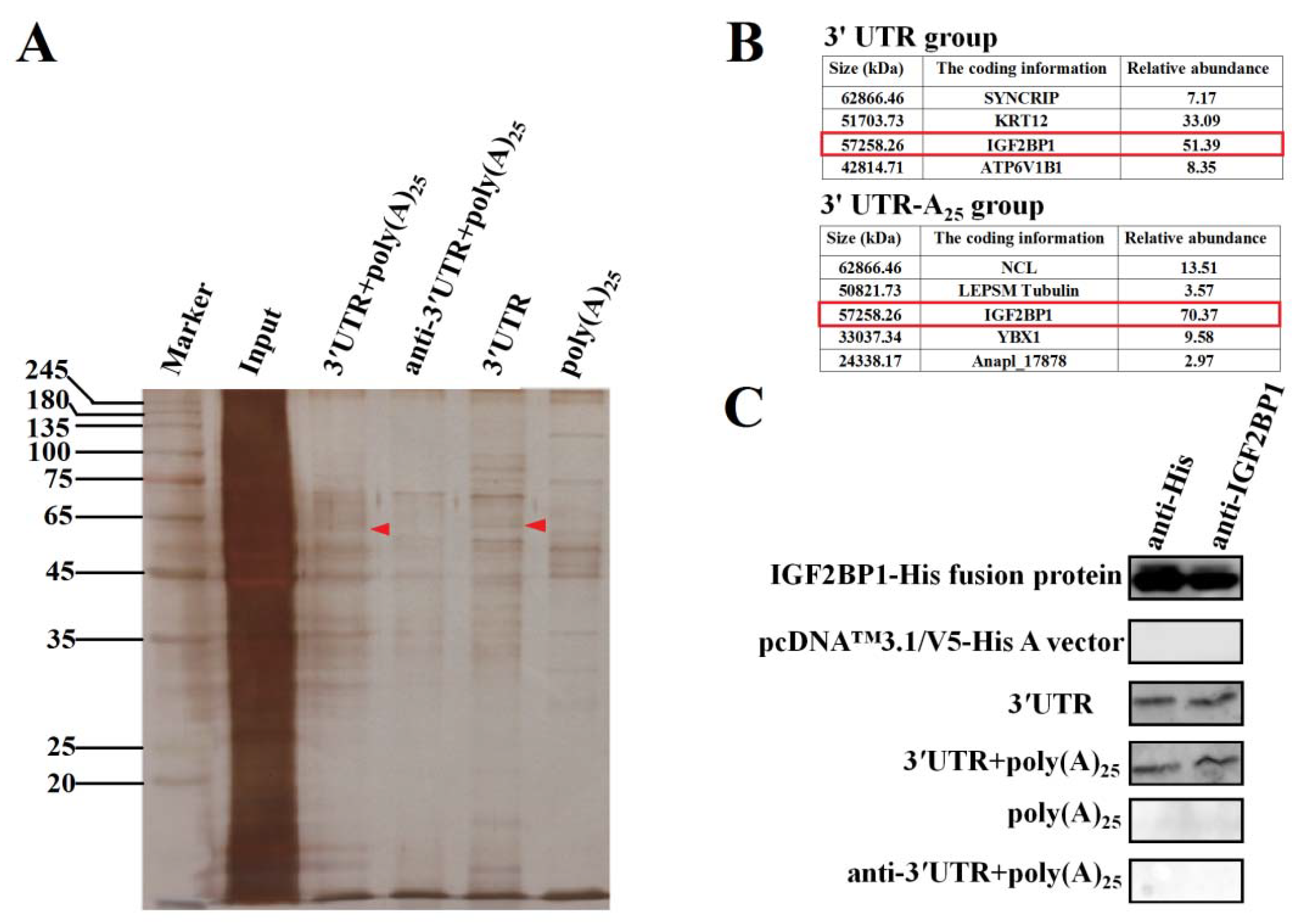 Biomolecules 09 00594 g002 Biomolecules 09 00594 g002
