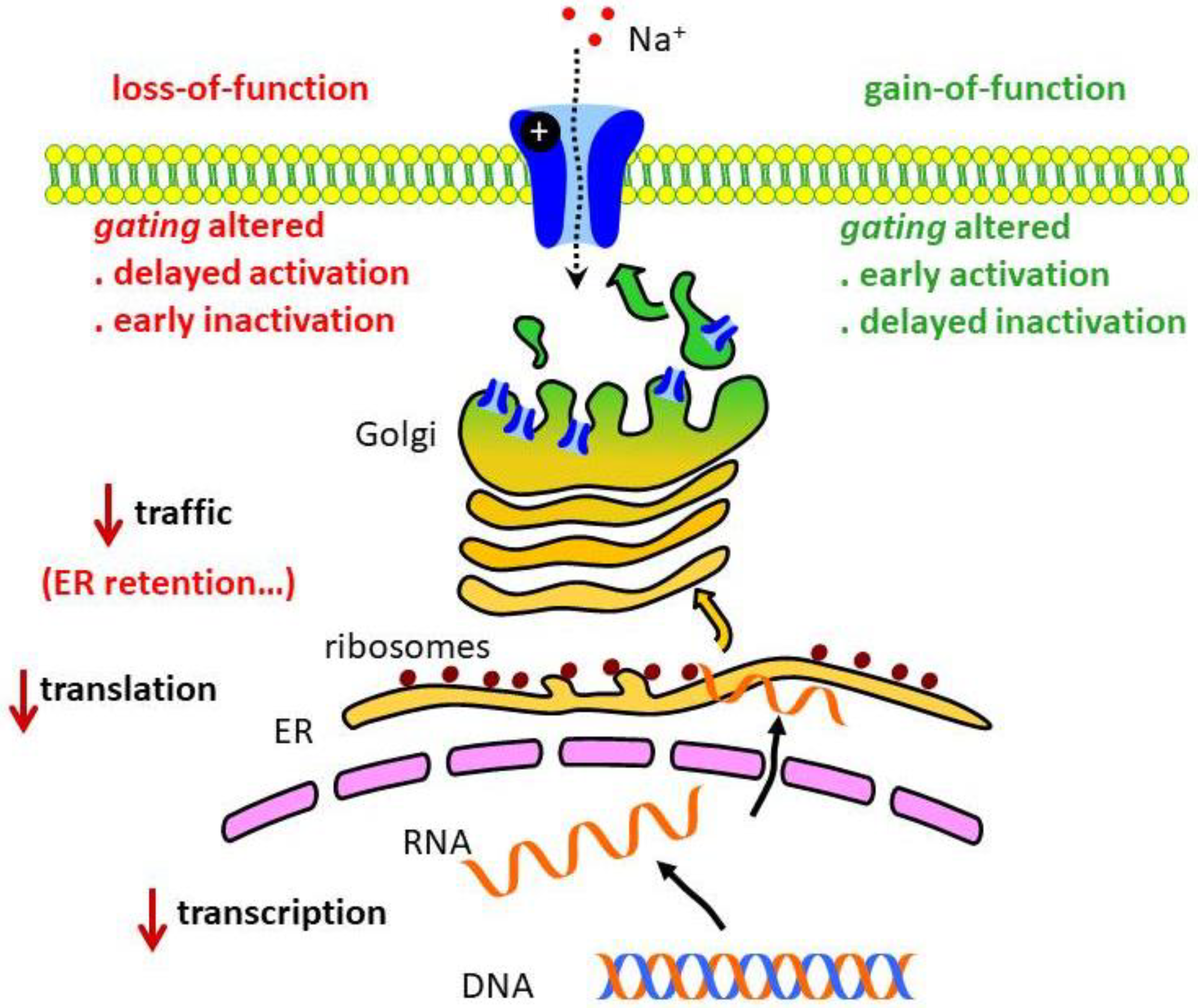 Biomolecules 09 00604 g002 Biomolecules 09 00604 g002